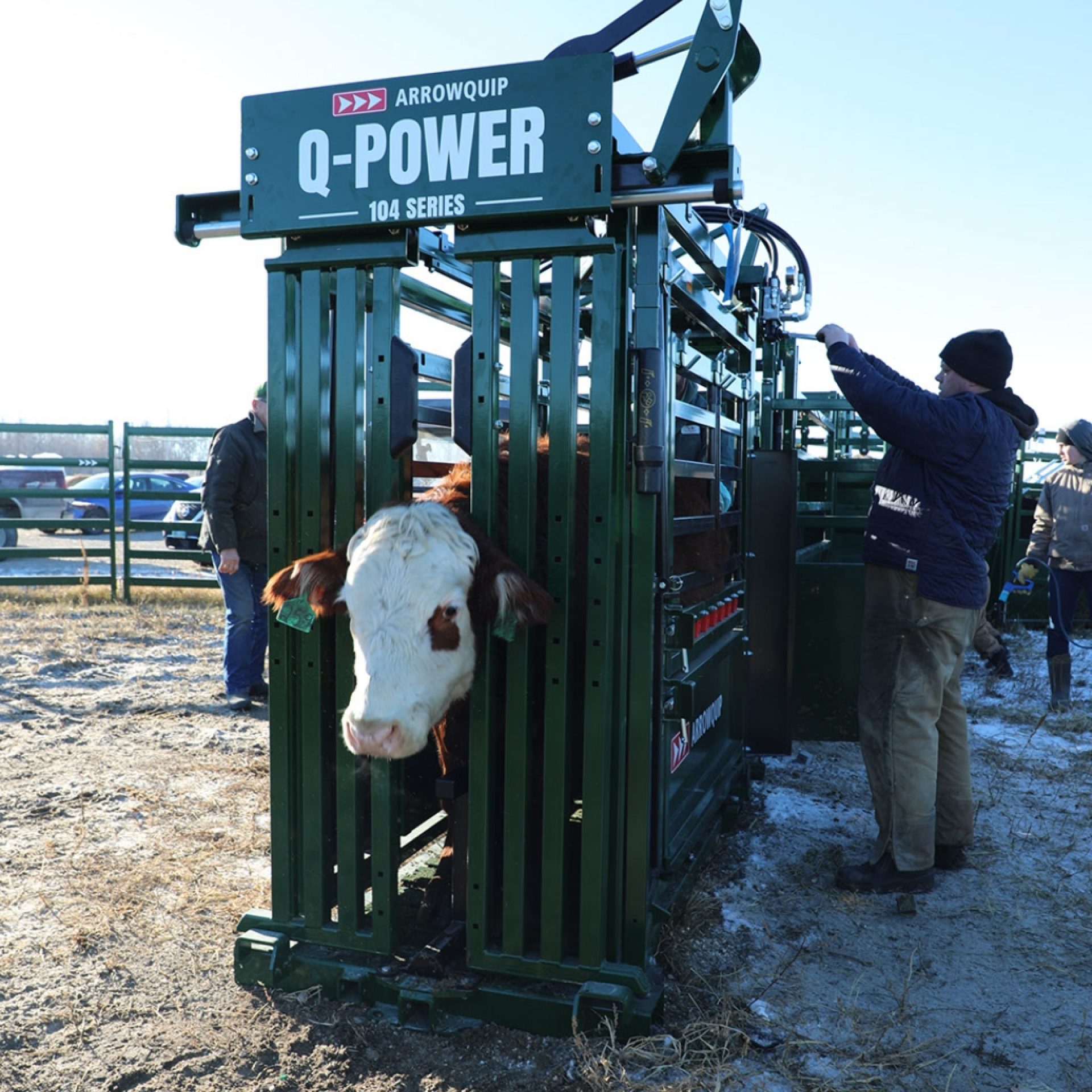 Q-Power 104 Series hydraulic chute with cow caught in the cattle head gate for preg checking