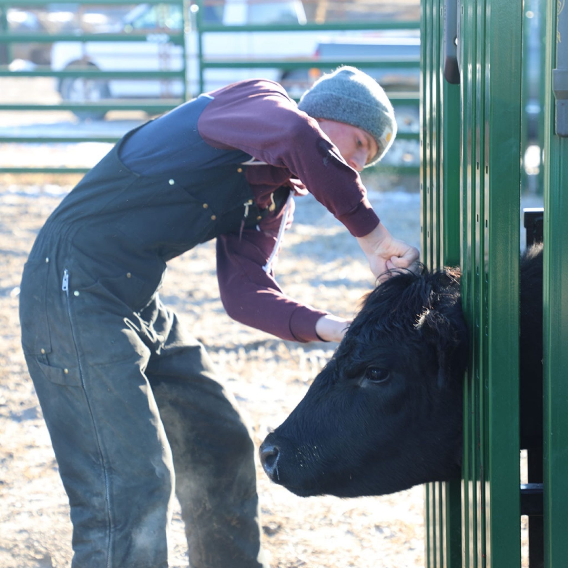 Ear tagging a cow in the Q-Power 104 Series hydraulic chute