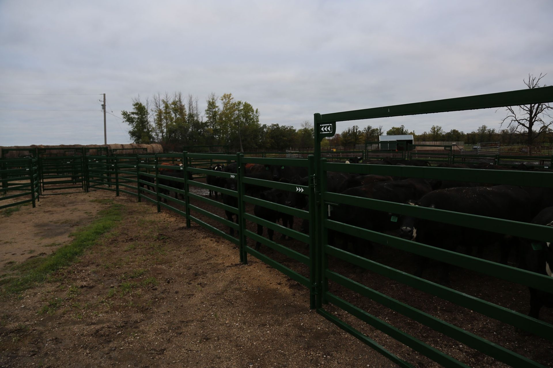 Heavy-duty Arrow Cattle Panels and Gates with cattle in a pen