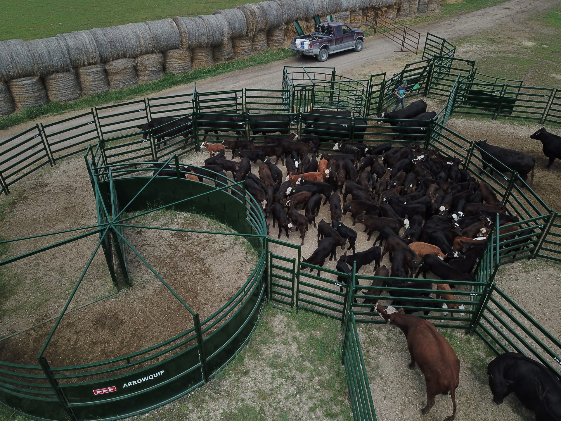 Group of cattle preparing to be worked through handling system