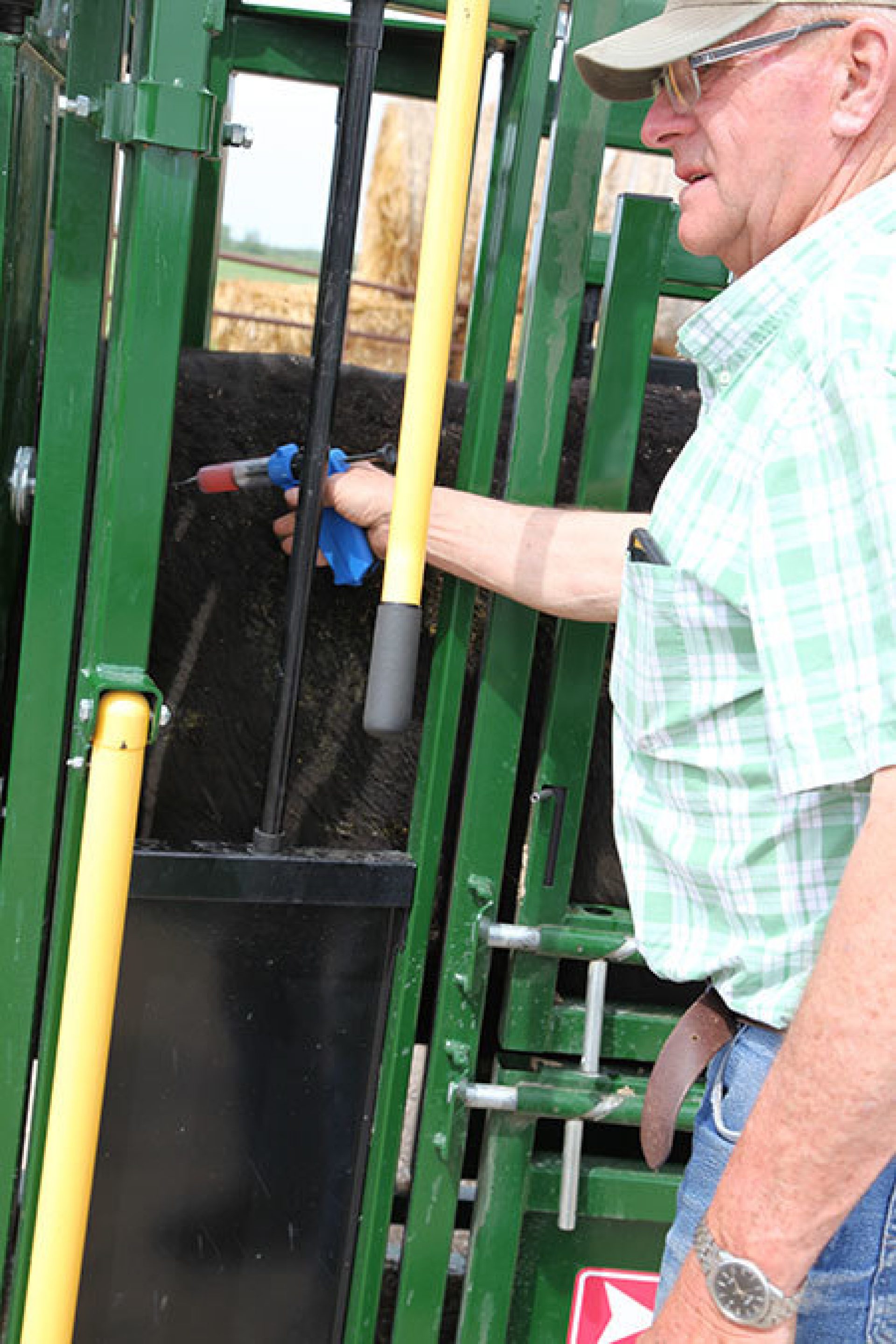 vaccinating a cow