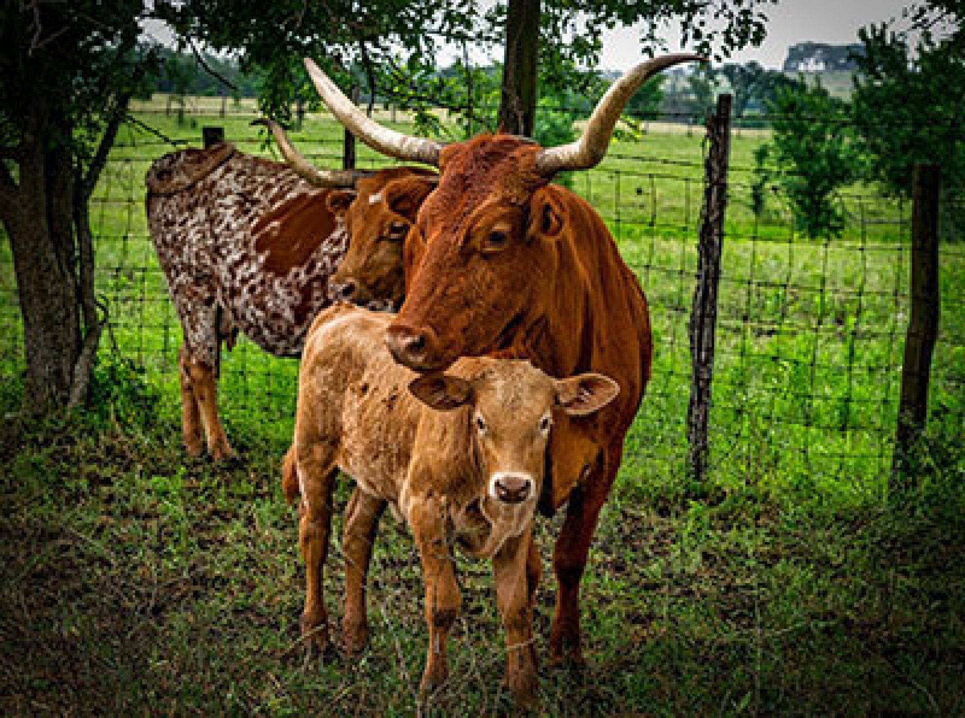 cow and calf