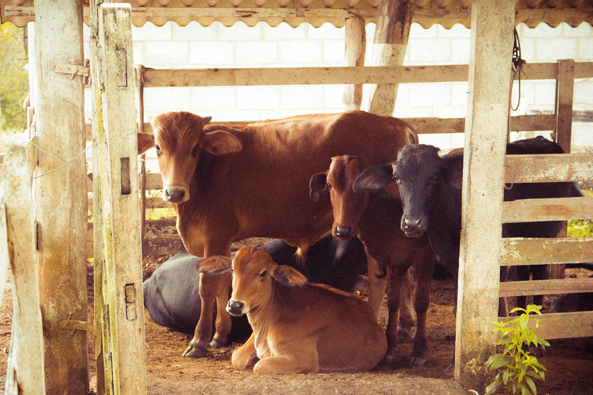Group of cattle relaxing in wood shelter