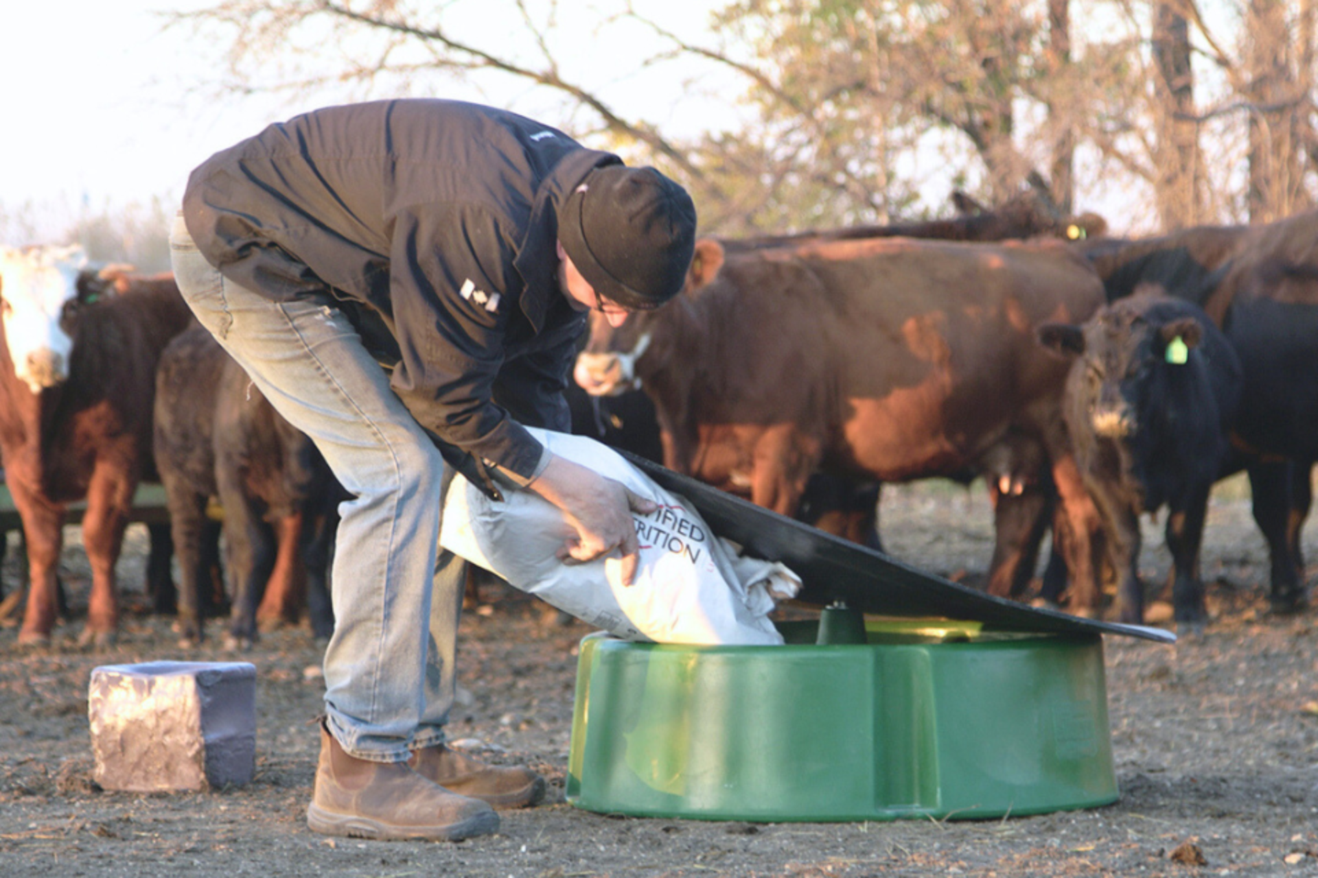 Rancher refilling a cattle mineral feeder with loose mineral