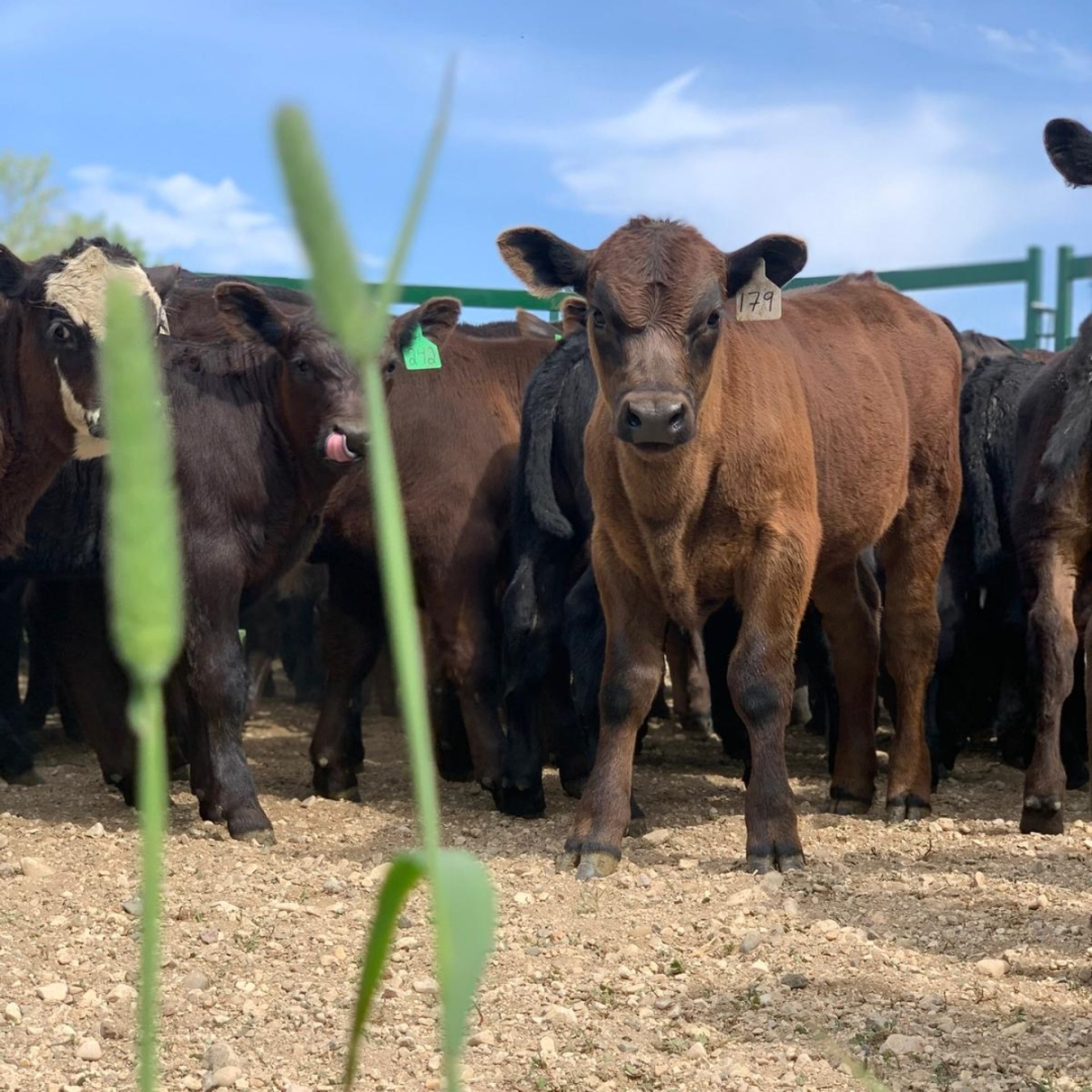 Brown calf looking at camera in Arrow Cattle Panel system