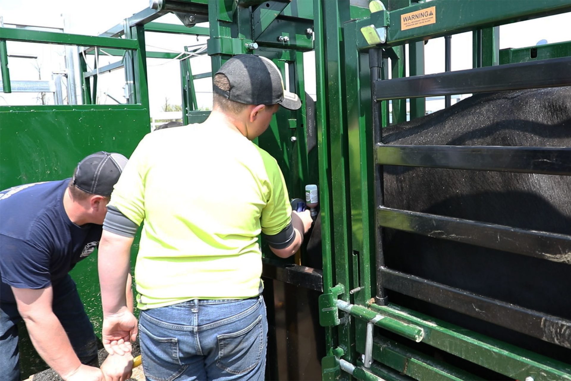 Father and Son Vaccinating Cattle