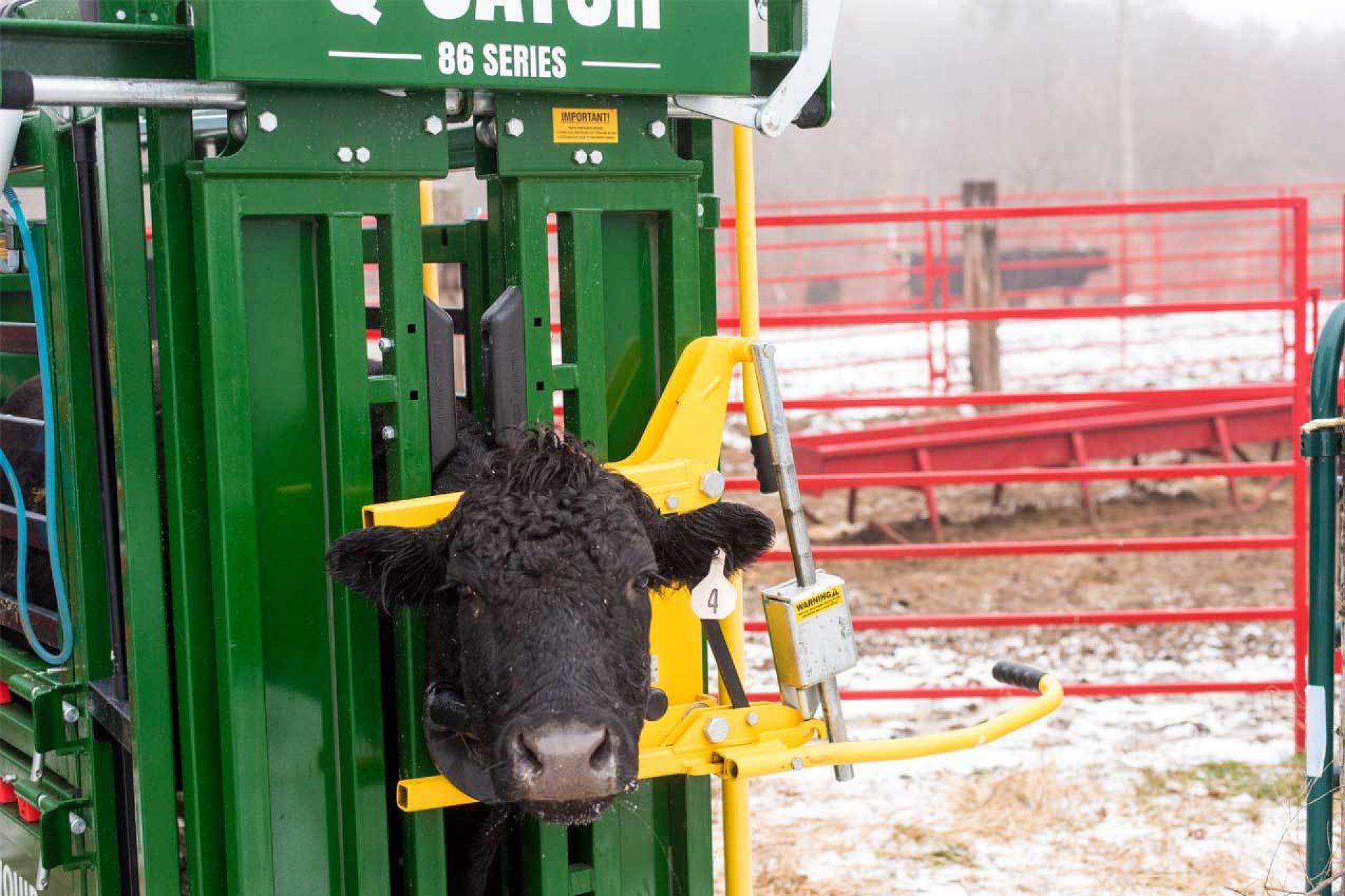 Black cow in Q-Catch 86 Series cattle chute with red fence and snow