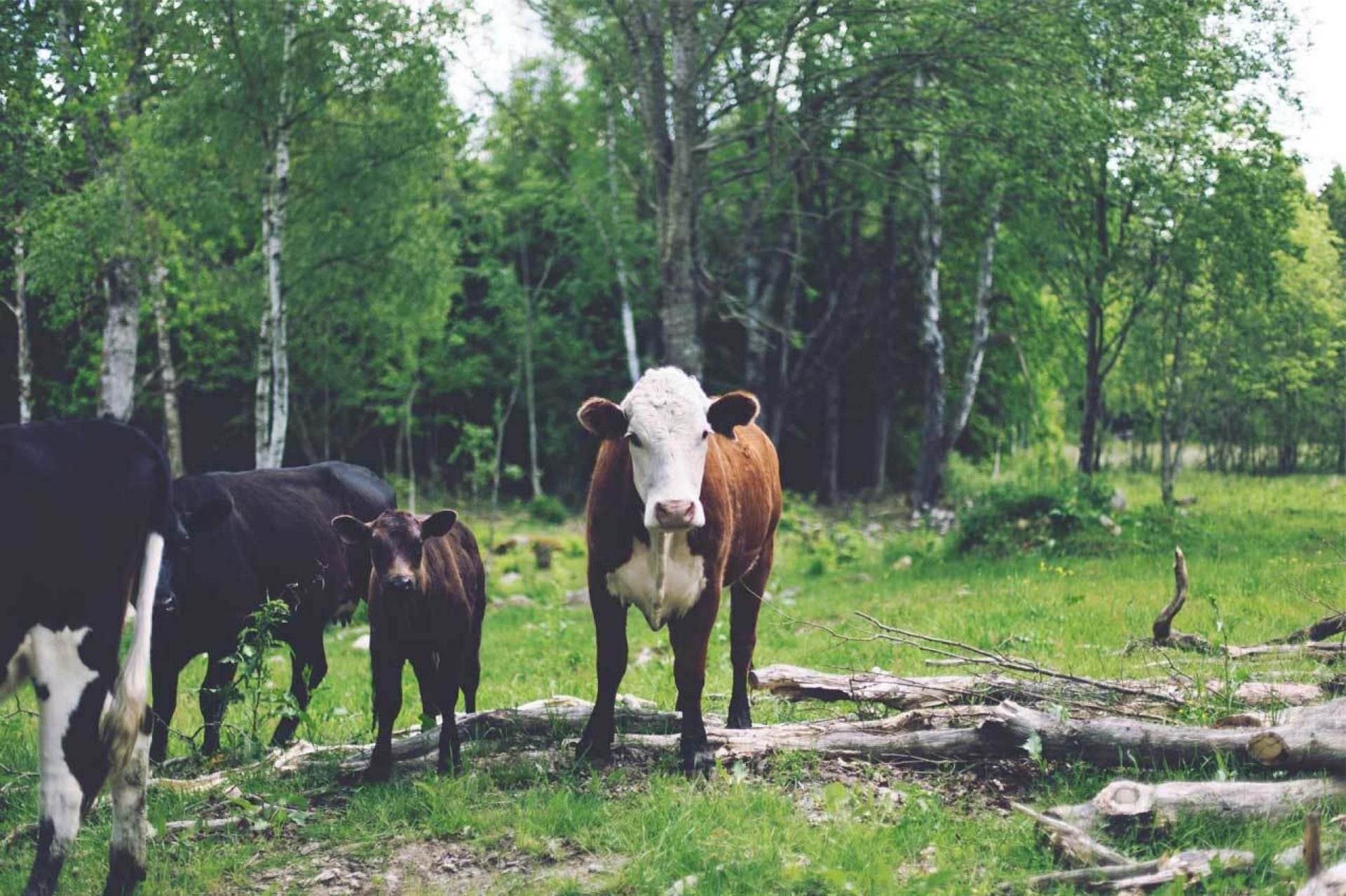 Cows and calf in front of trees