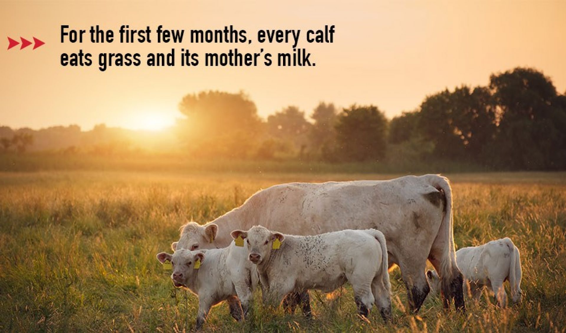 Field To Fork: The Lifecycle Of Beef