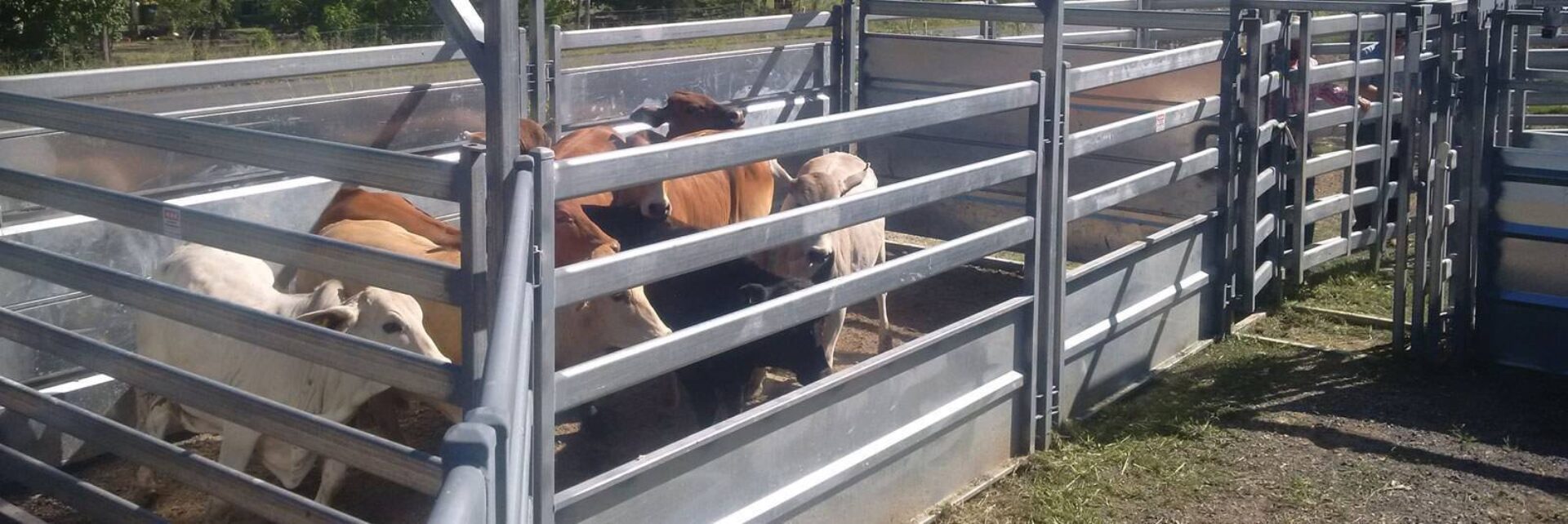 Beef buddy cattle forcing yard australia