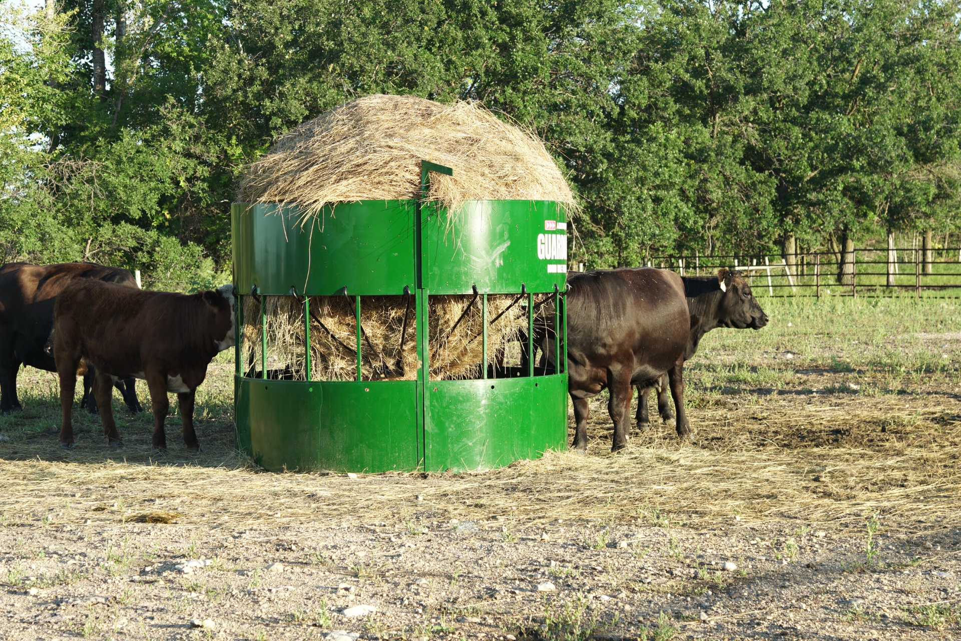 Black angus cattle eating hay in a round bale feeder designed to reduce waste