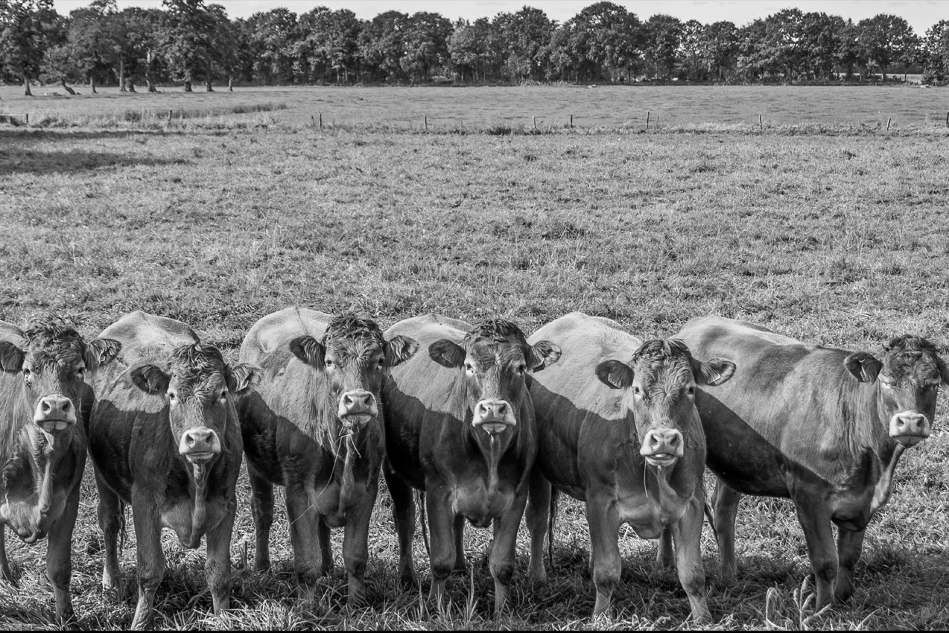 Black and white group of cattle in field with trees in background