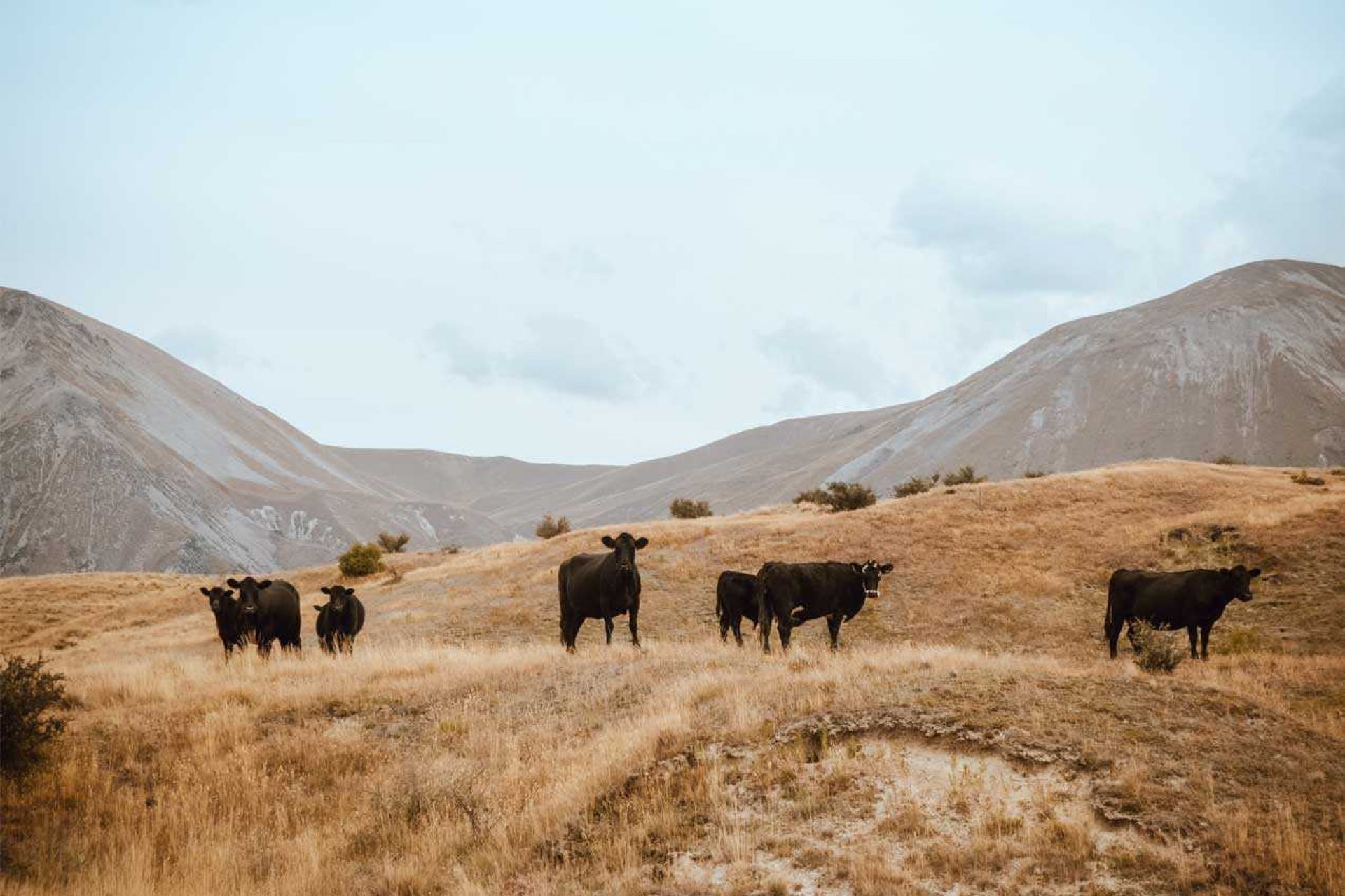 Group of cattle on a grass covered hill