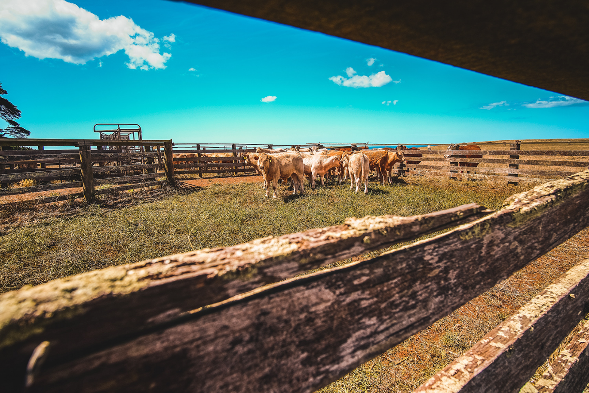 View through wooden cattle panels of cows standing around old cattle handling equipment