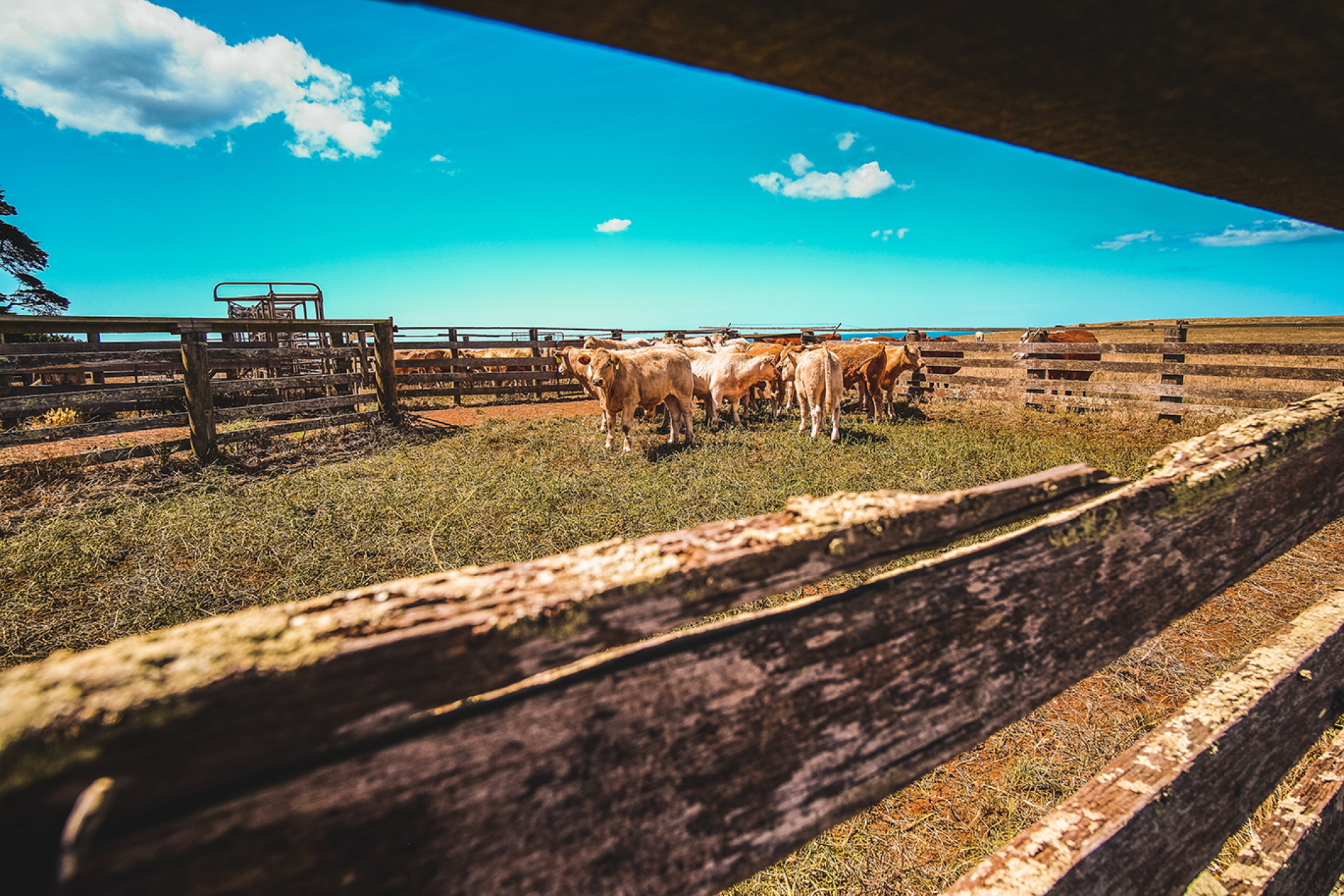 Image of cattle around cattle equipment