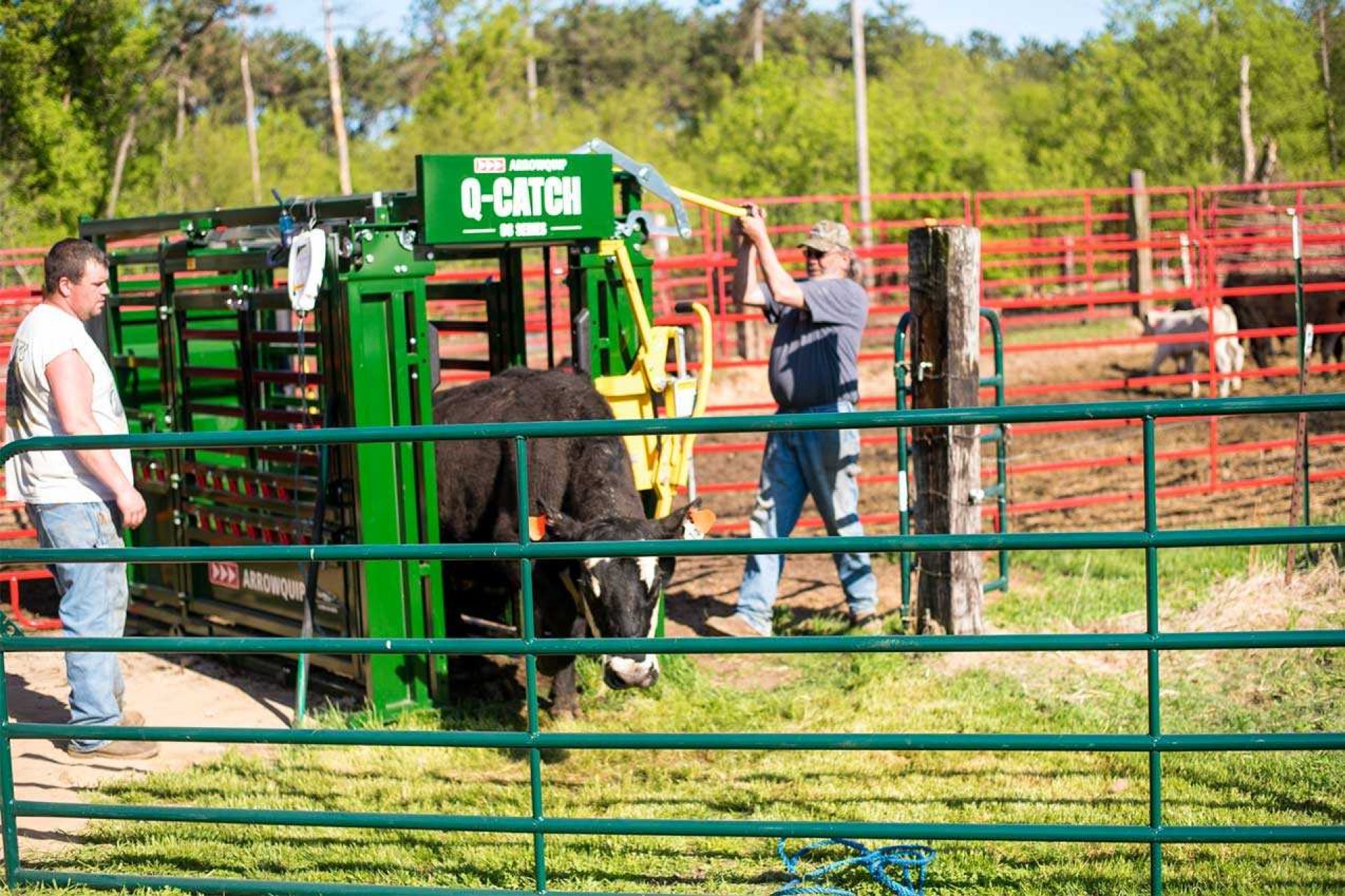 Two ranchers working large cow in Q-Catch Cattle Working Chute