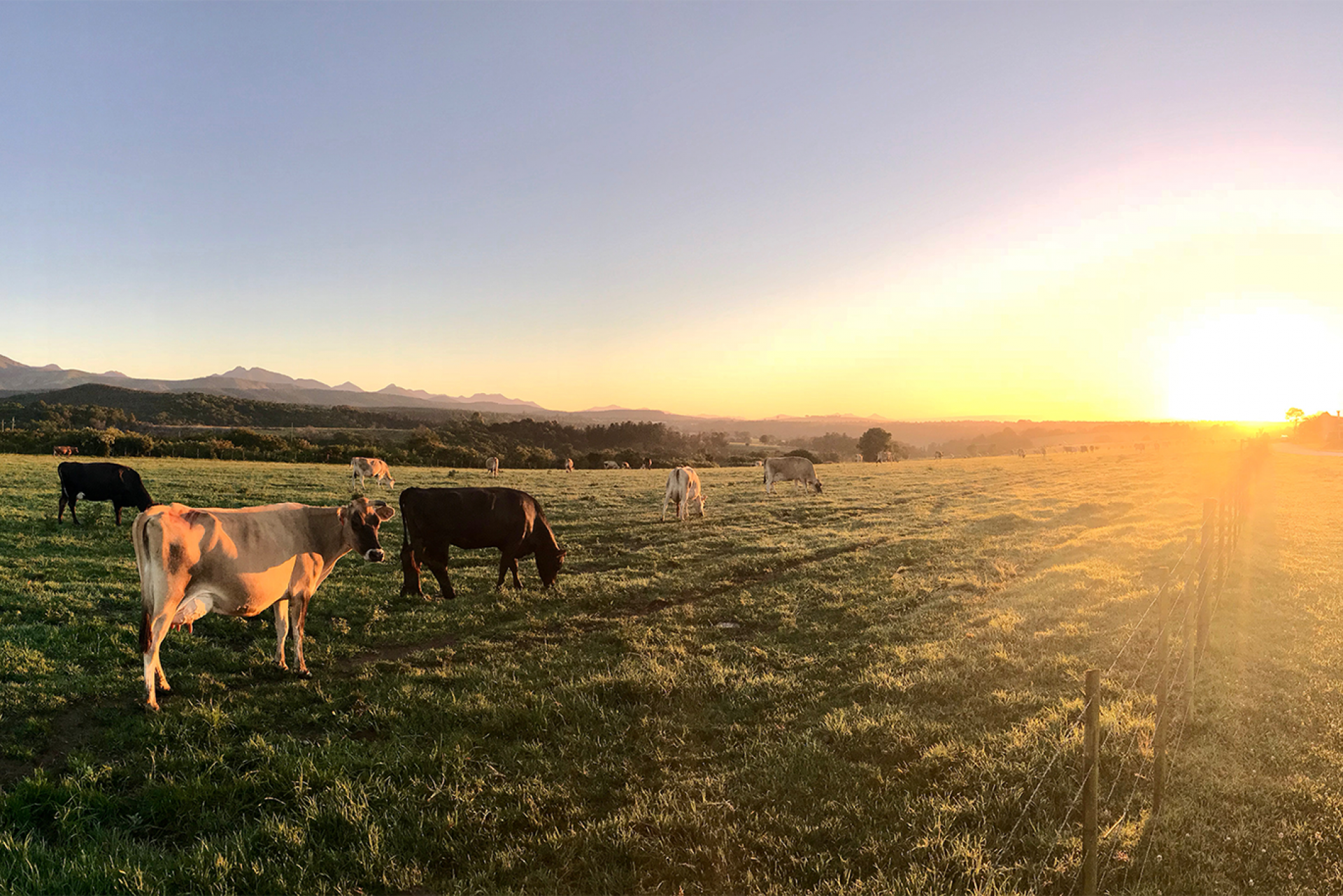 Cows in pasture with sun setting over hills in the background