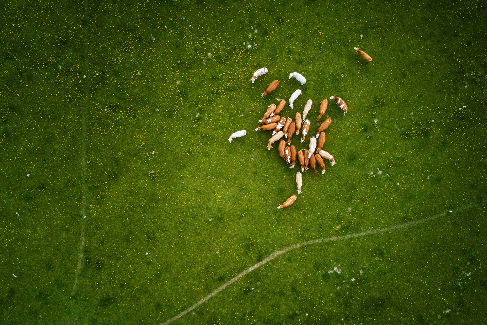 Drone shot of a group of cattle in grass pasture