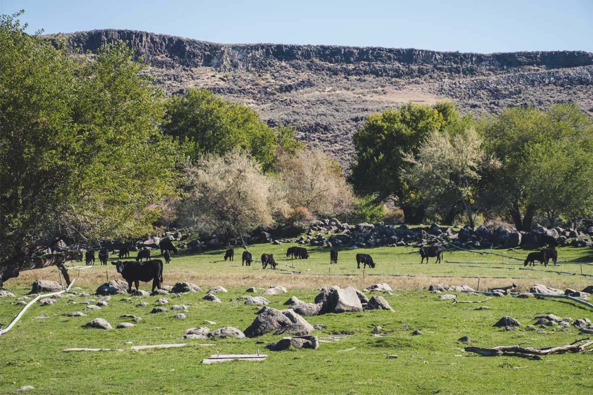 Group of black cattle in grass field with large hill behind