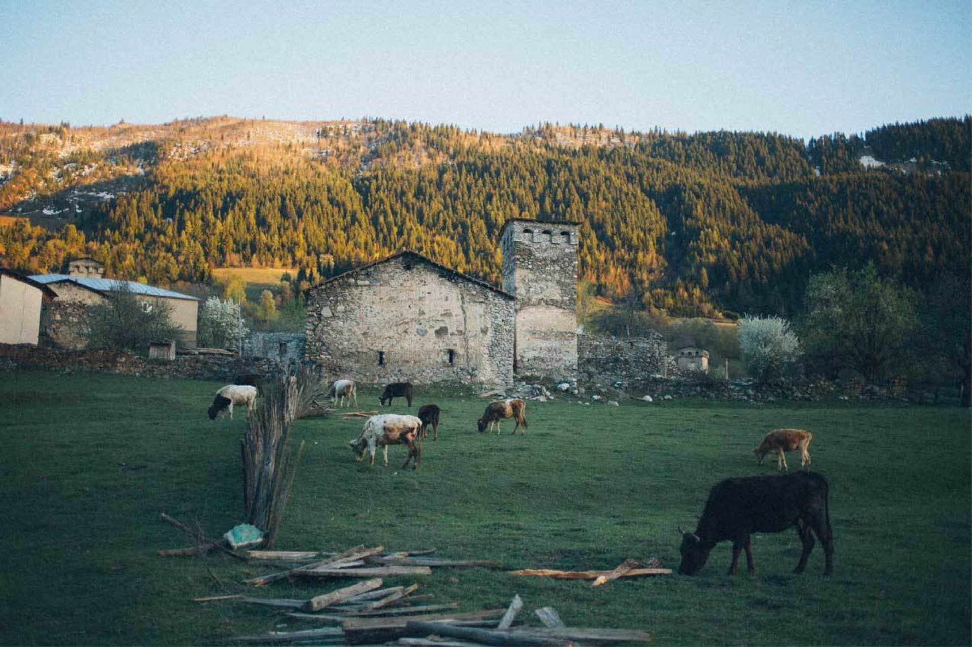 Group of cattle grazing in grass field with buildings and large hill in background