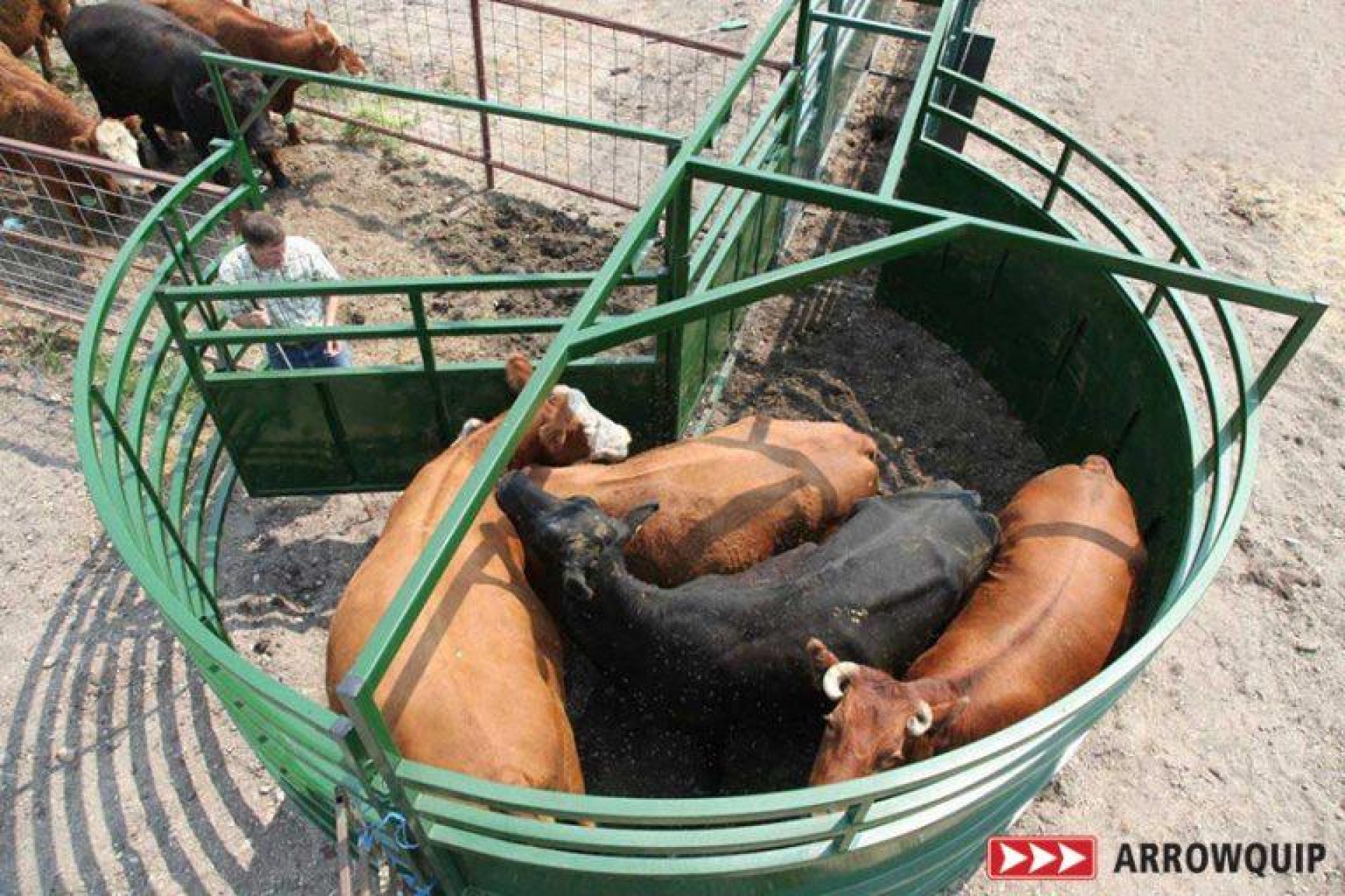 BudFlow Cattle Tub with cattle turning back towards the entrance