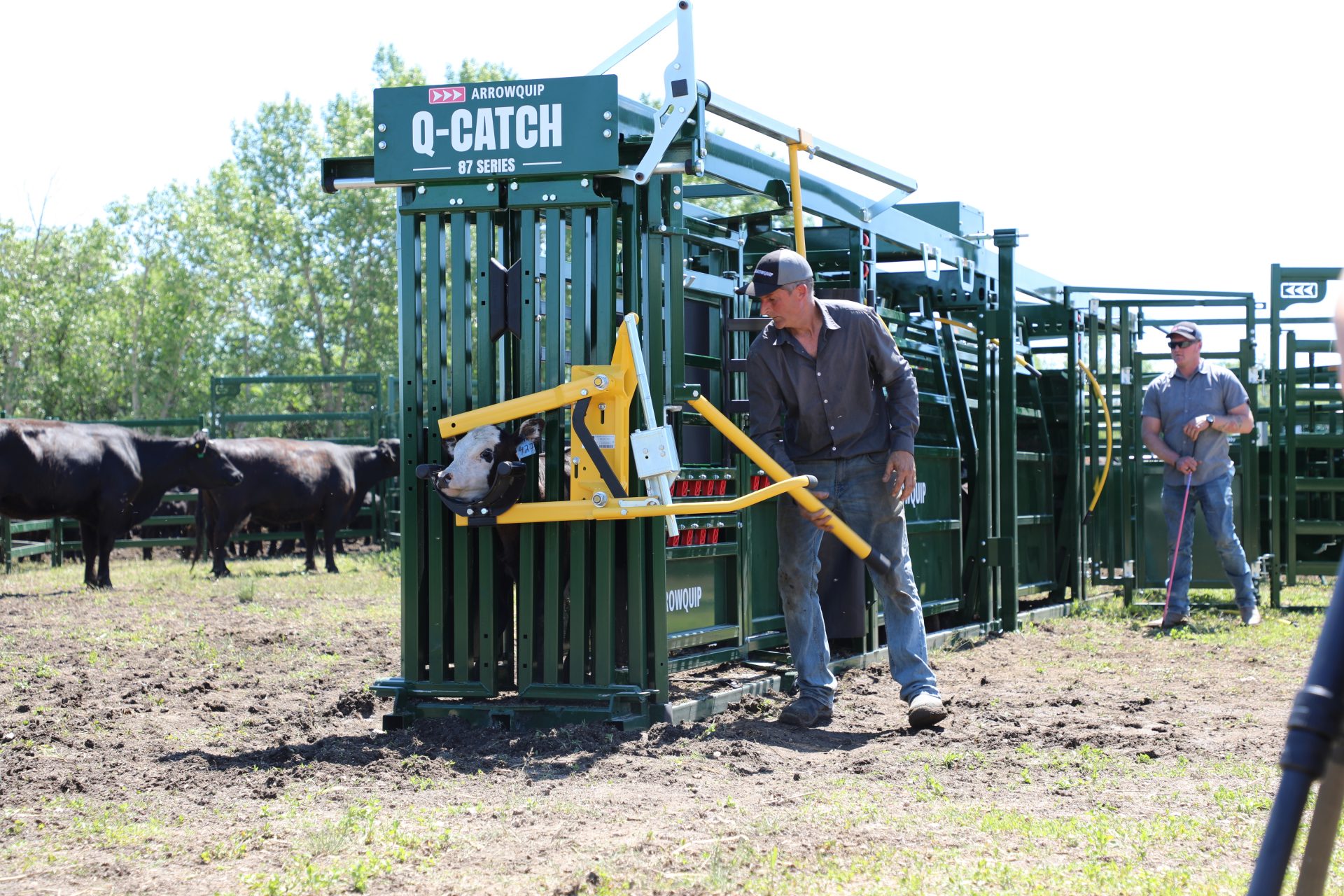 Not All Manual Cattle Head Gates Are The Same | Blog | Arrowquip