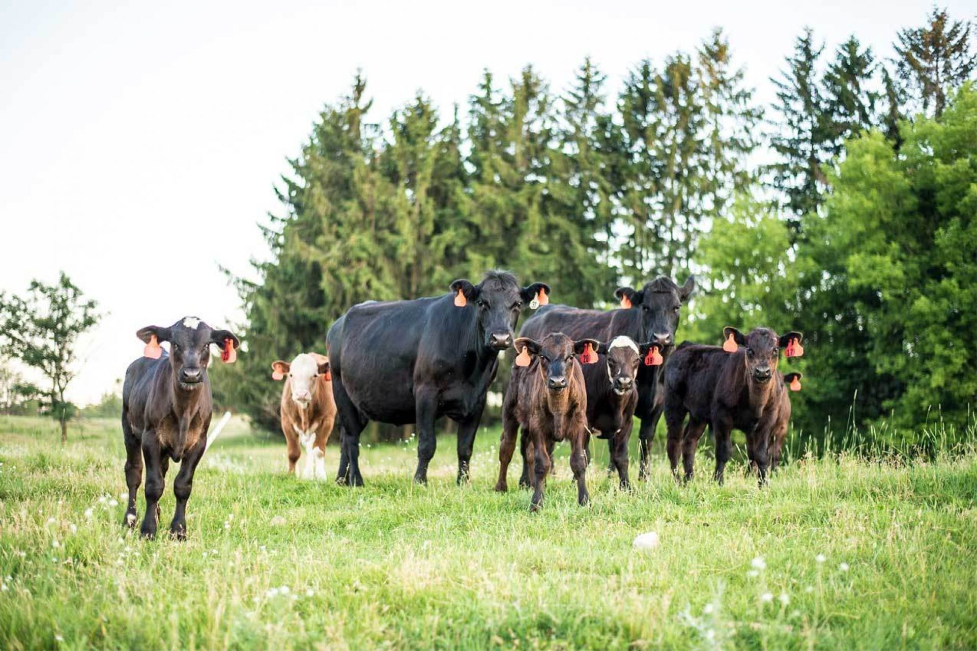 Group of cattle and calves in front of evergreen trees