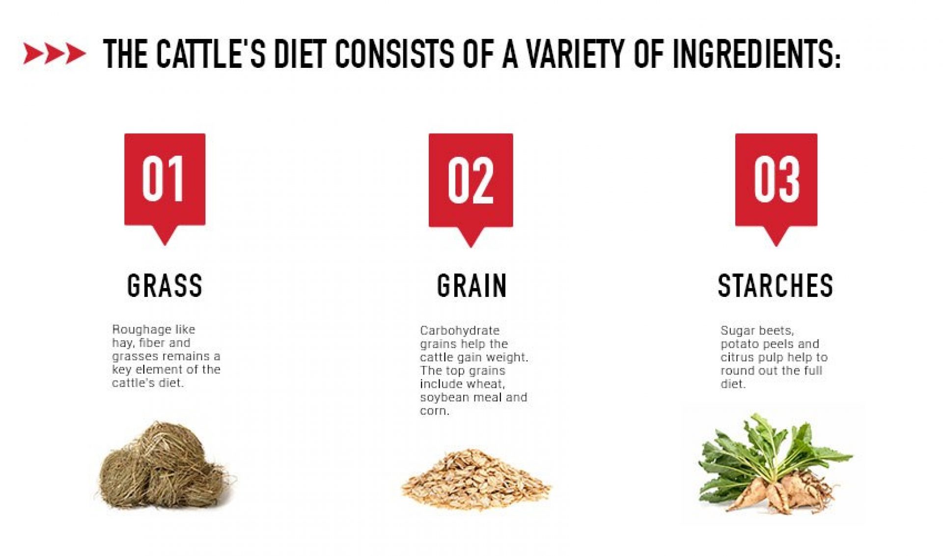 Field To Fork: The Lifecycle Of Beef