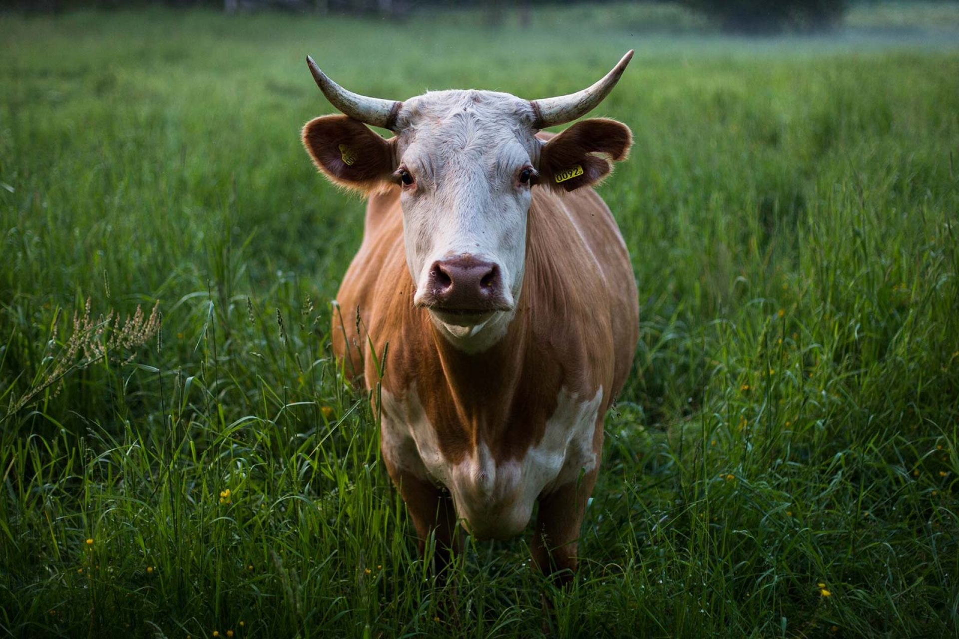Horned brown cow with white face staring straight at camera and standing in grass field