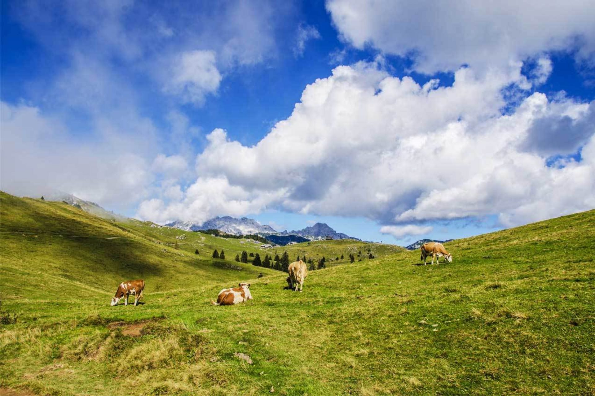 Group of cattle standing in the middle of grass hills