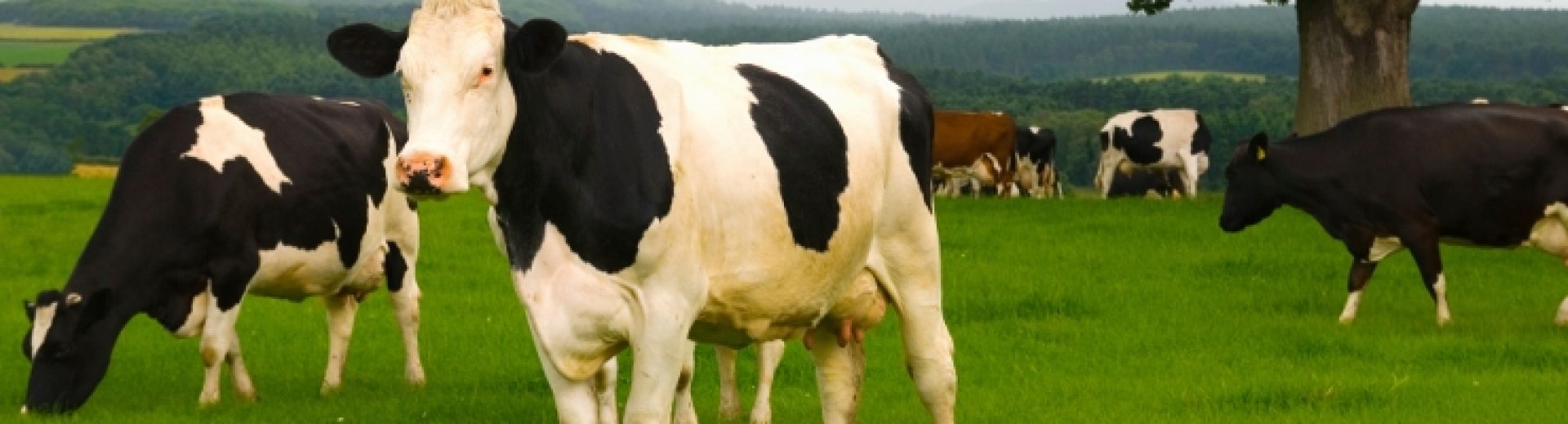 cow spots