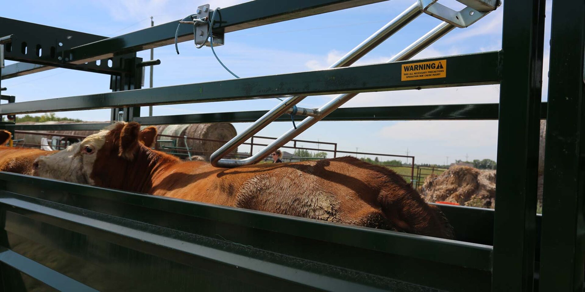 Cow in Easy Flow Alley with no back bar resting on it's back