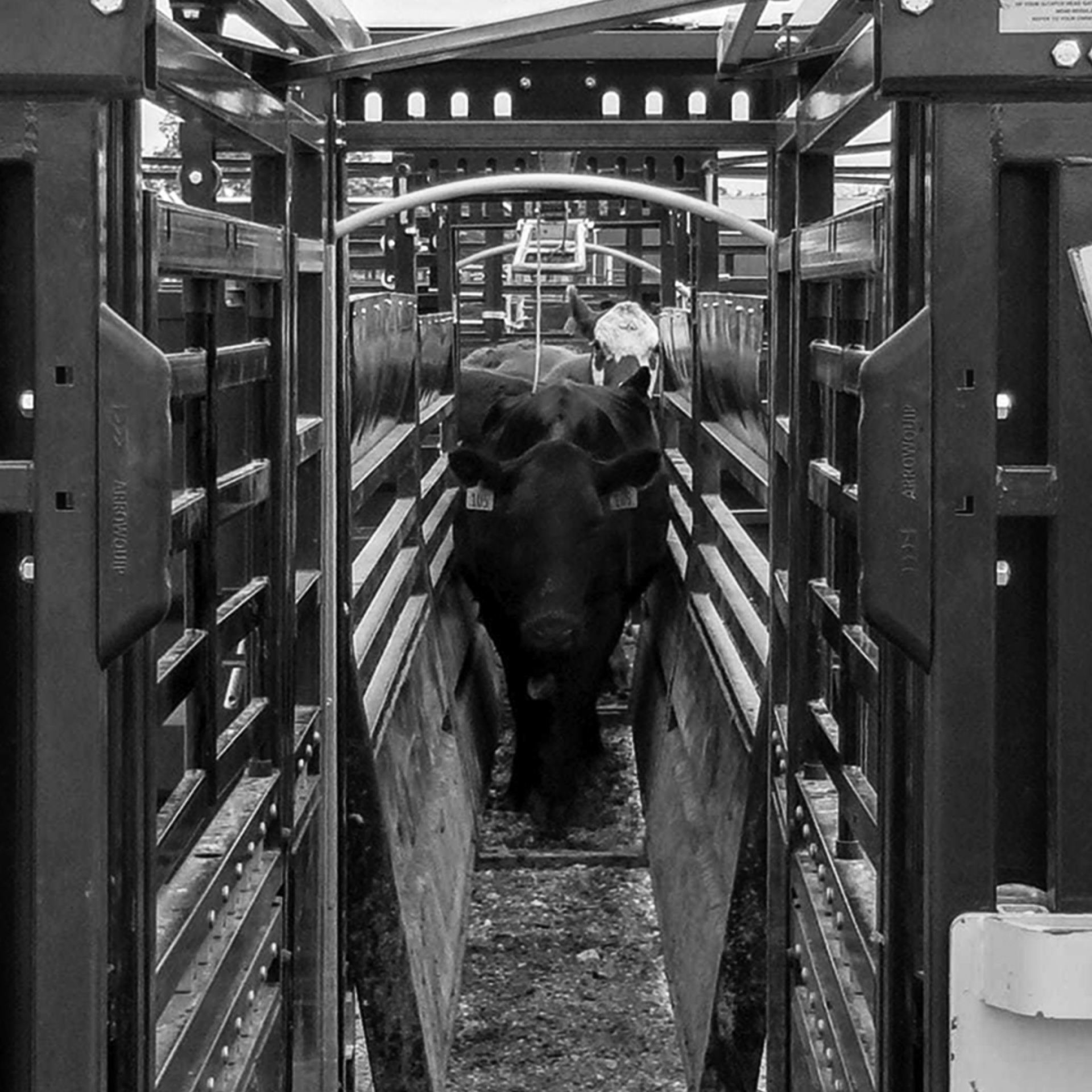 Black and white image of cow walking through adjustable cattle alley towards chute