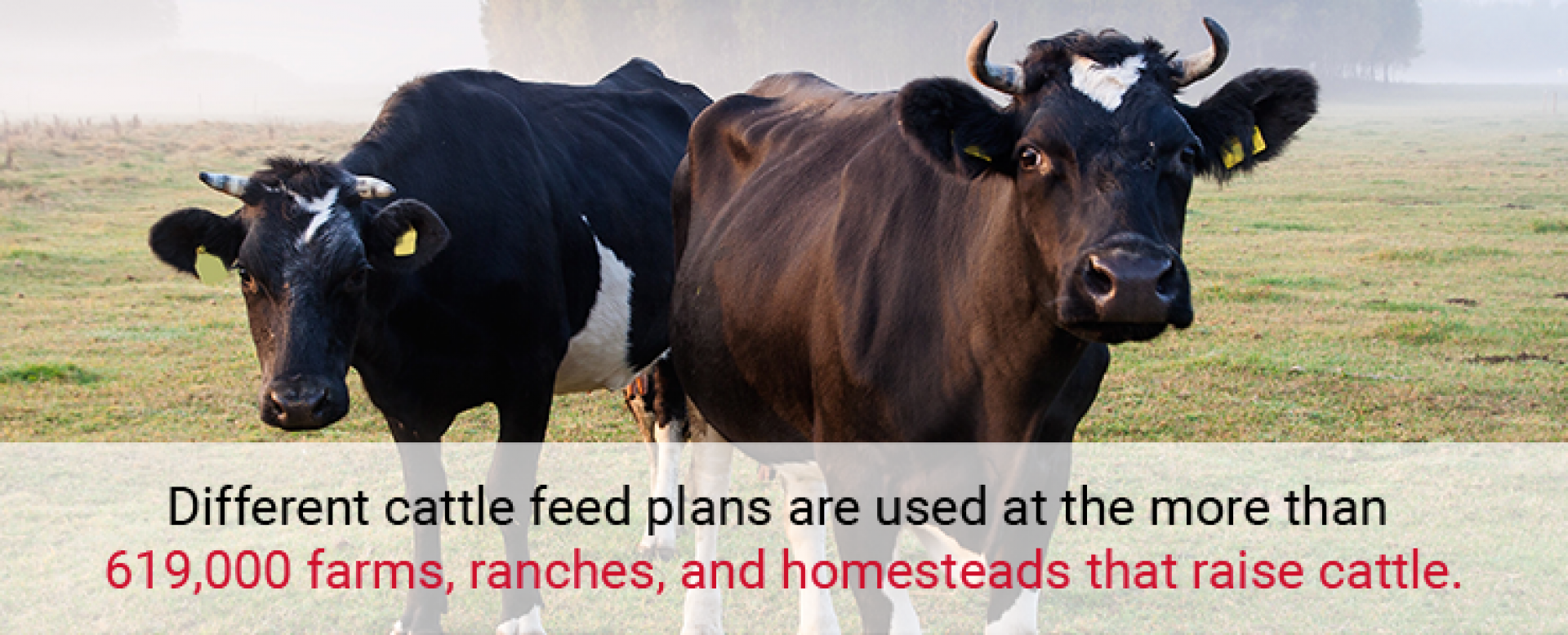 Selecting The Right Cattle Feed Plans Arrowquip