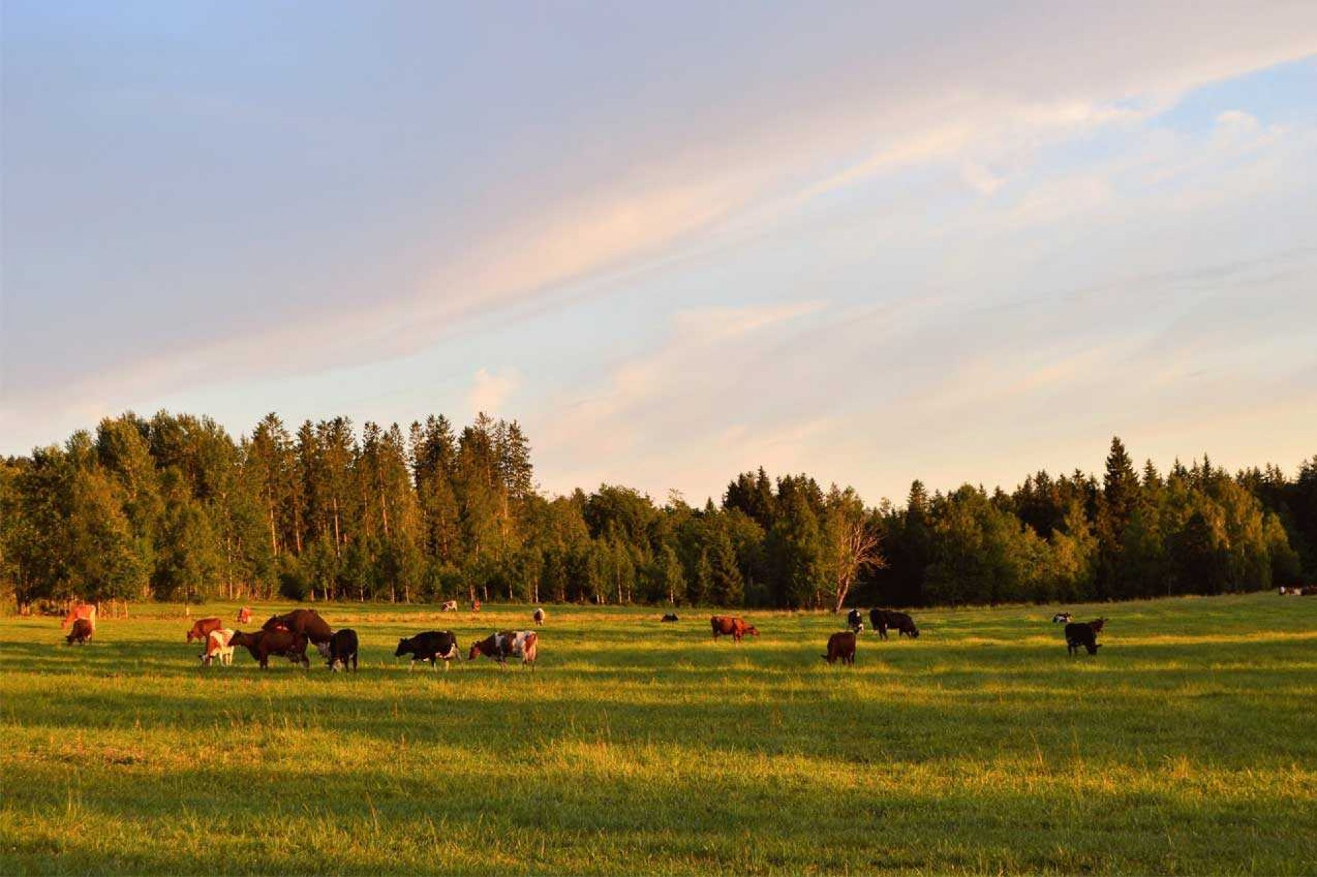 Cattle grazing in grass field with trees in the background
