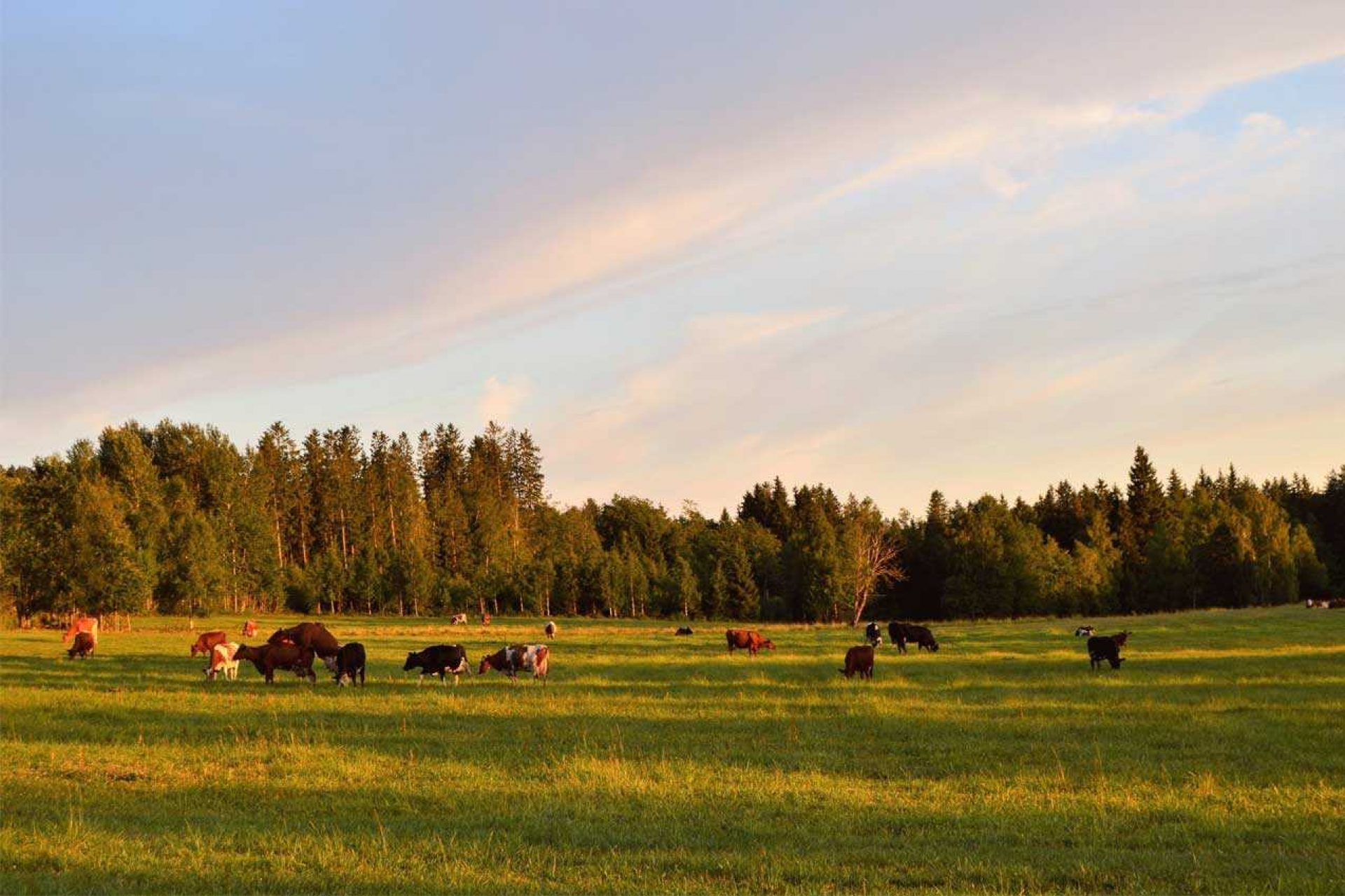 Cattle Equipment Glossary Of Important Terms Blog Arrowquip