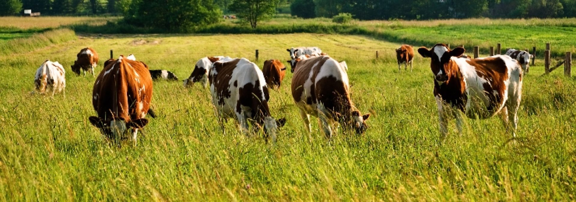Group of brown and white beef cattle grazing in a pasture