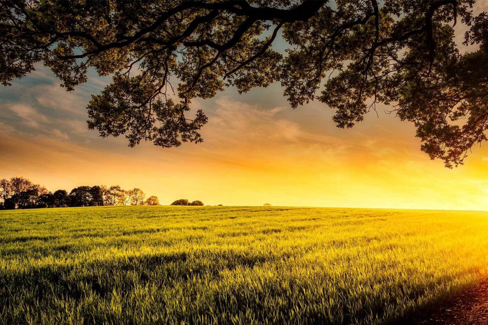 Sunset over grass field with trees