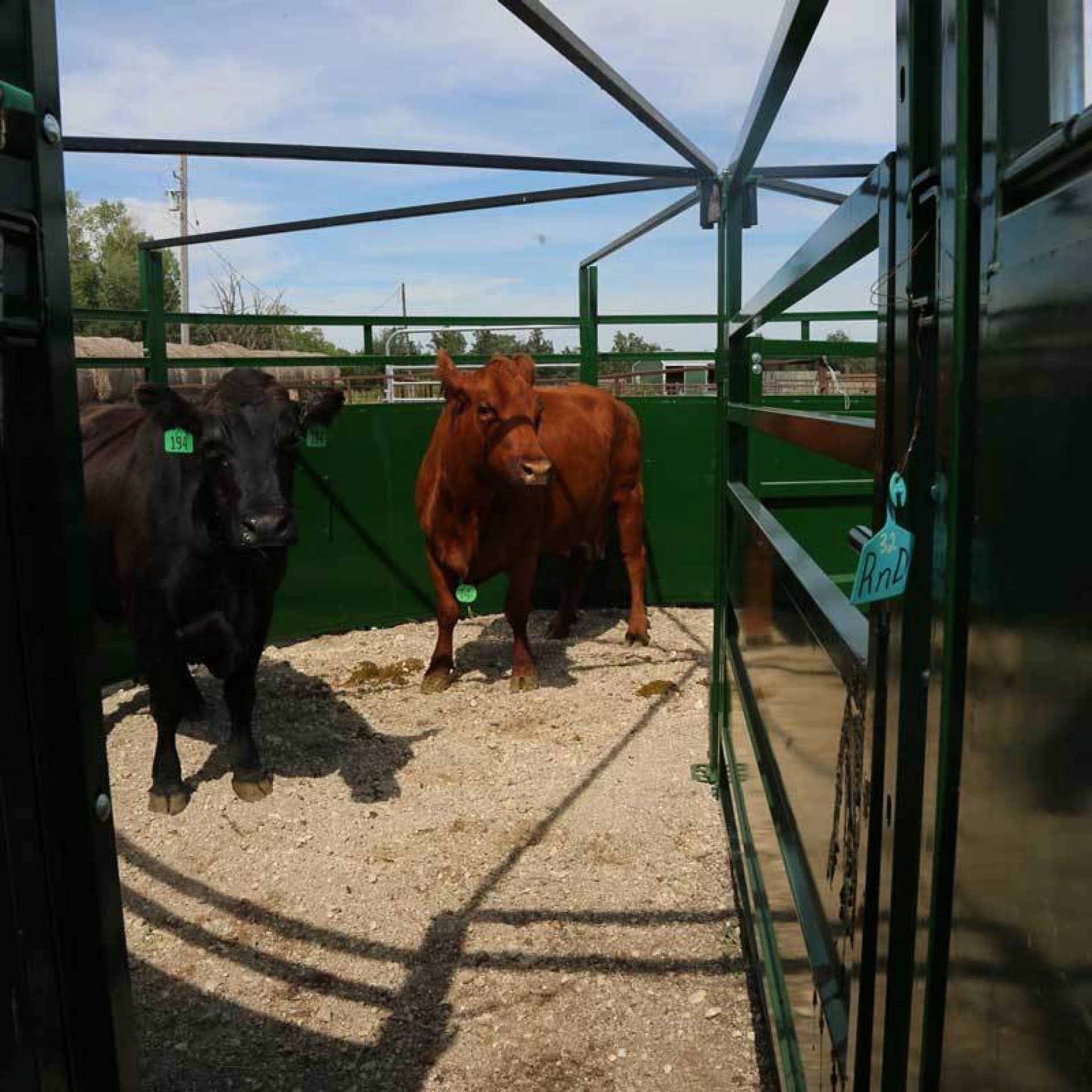 Cattle Handling 101: Simple Rules to Become an Expert | Arrowquip