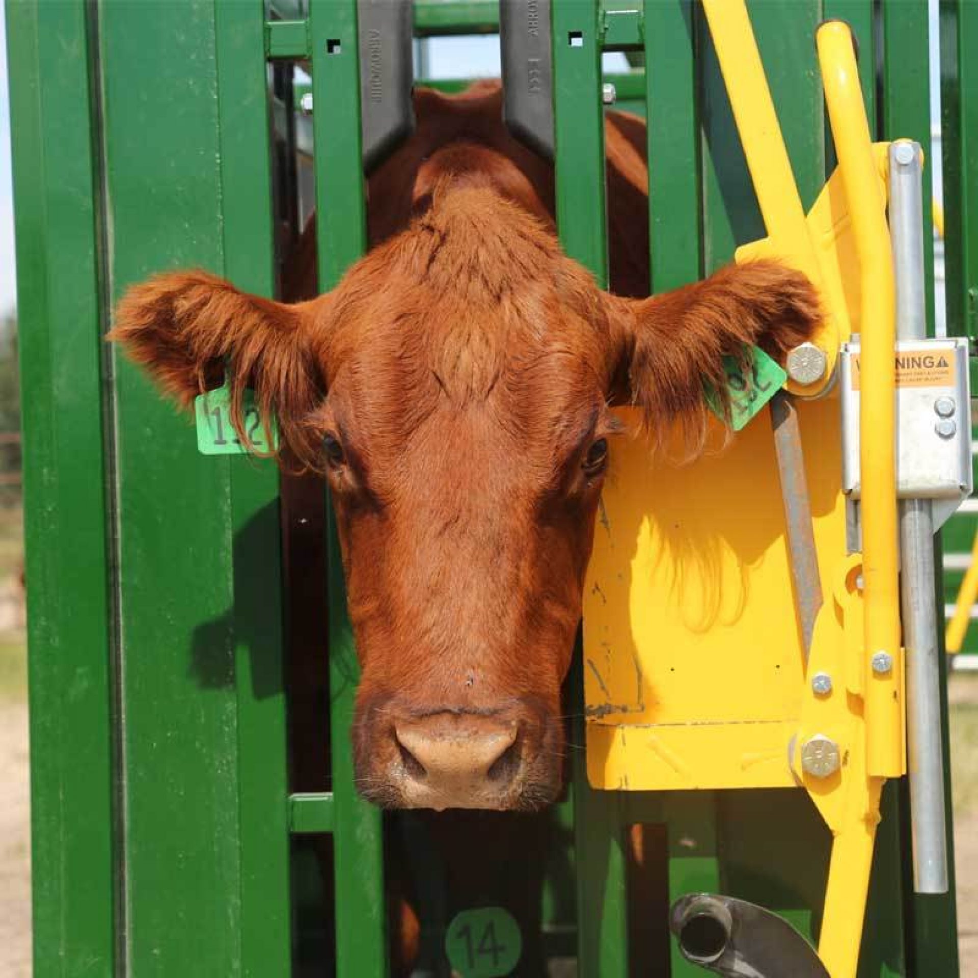 Cattle Handling 101: Simple Rules to Become an Expert | Arrowquip