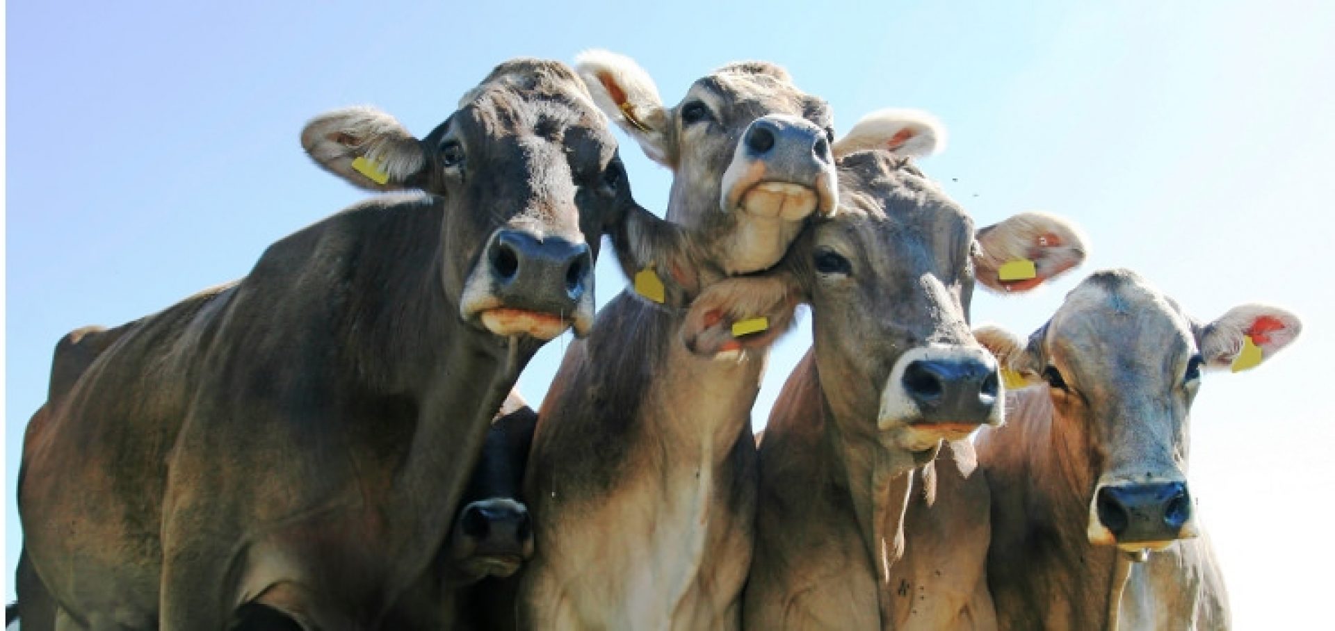 Group of cows with light blue sky background