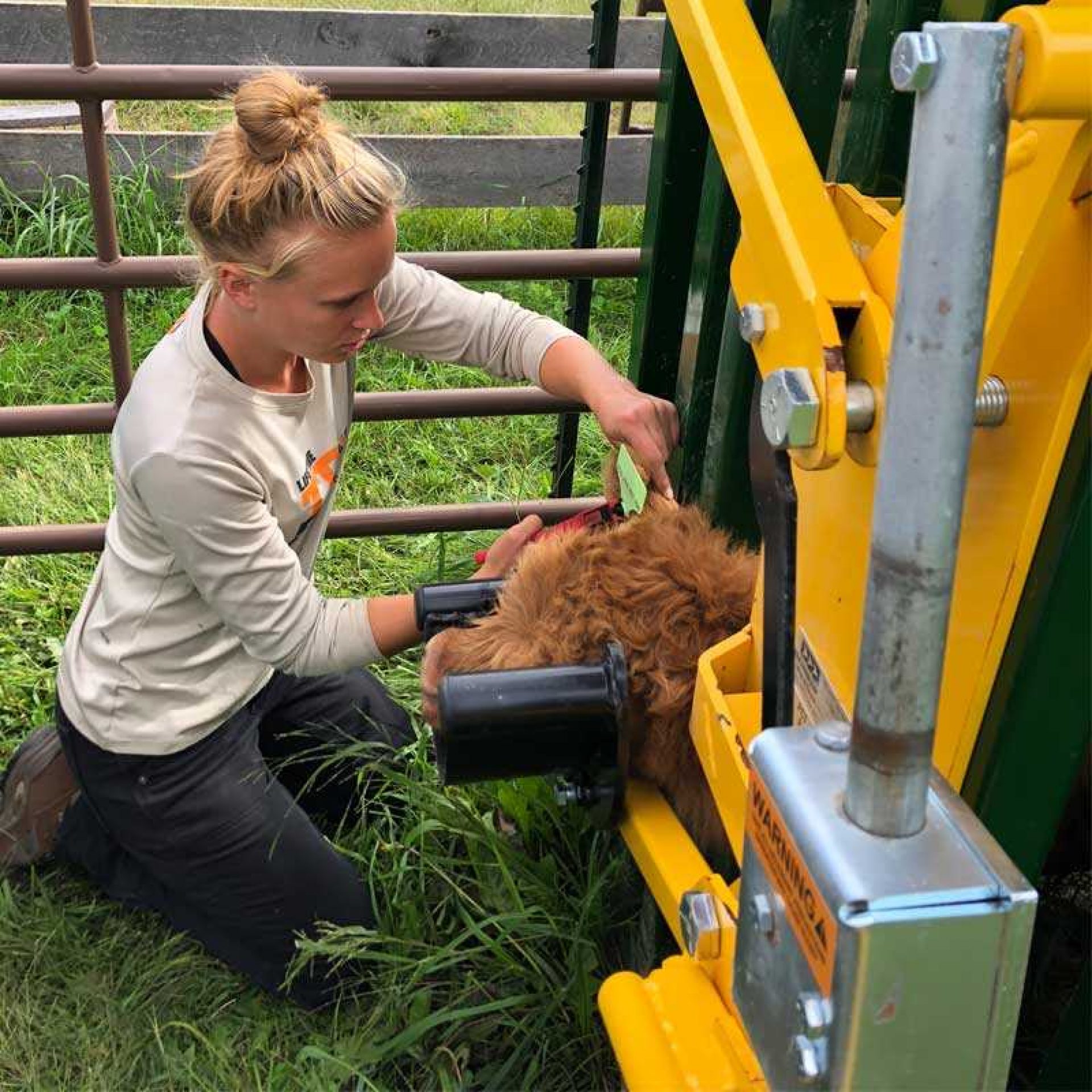 Female rancher Molly Brown ear tagging calf in Q-Catch cattle chute