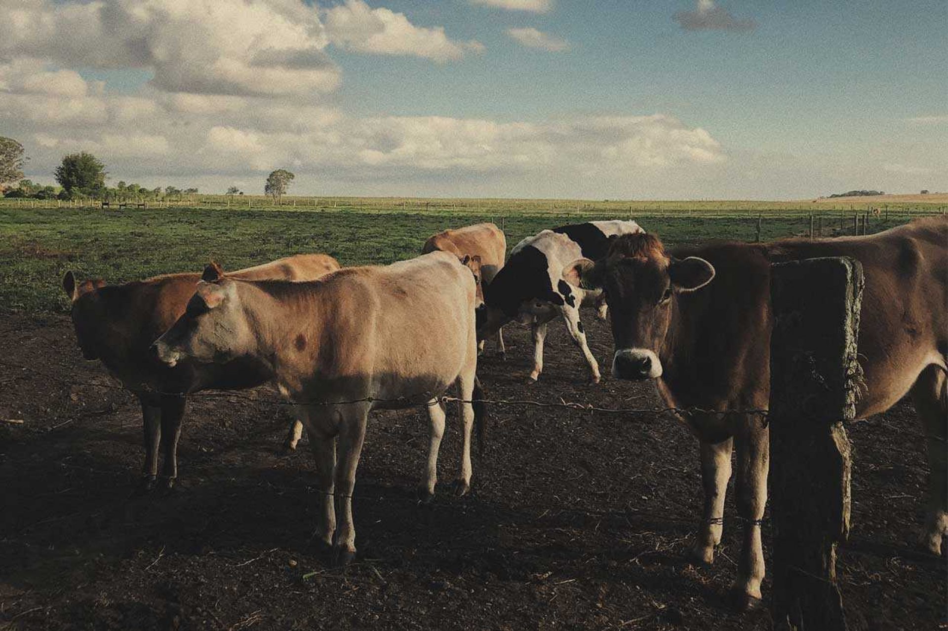 Group of cattle standing in dirt field