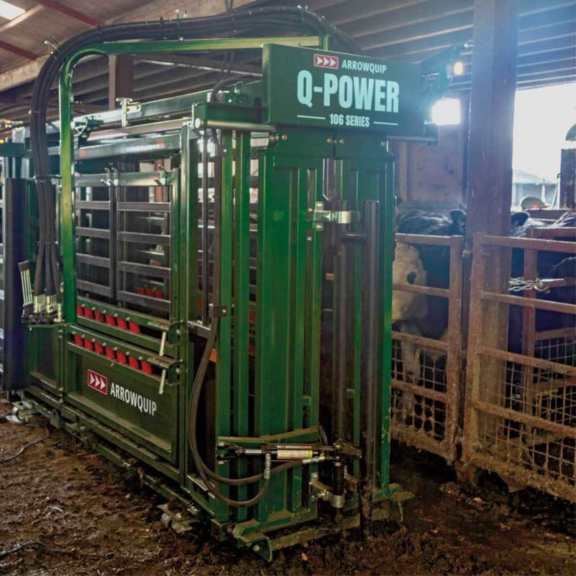 Hydraulic cattle chute in barn for processing livestock