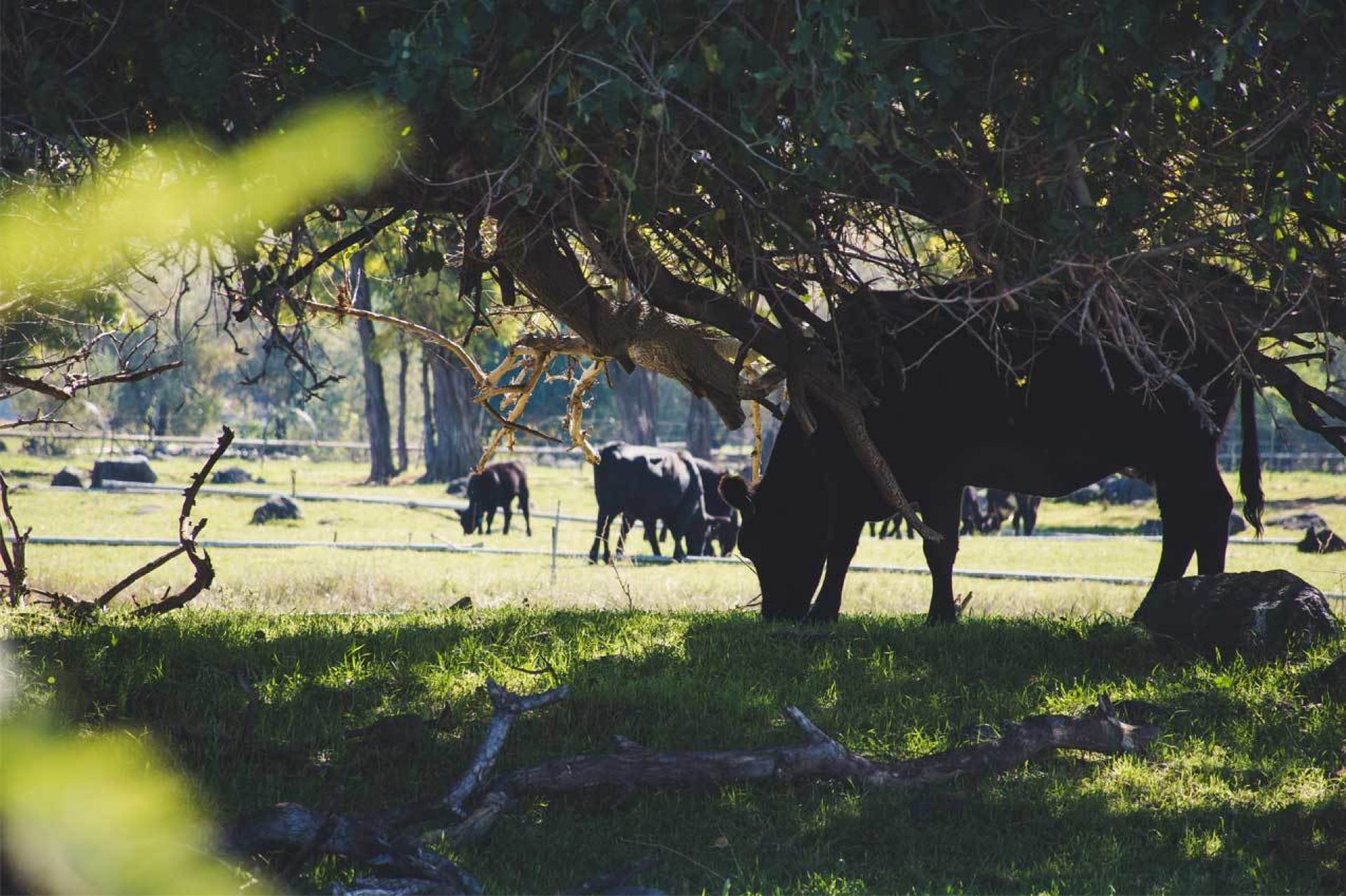 Black cows grazing under tree in grass field