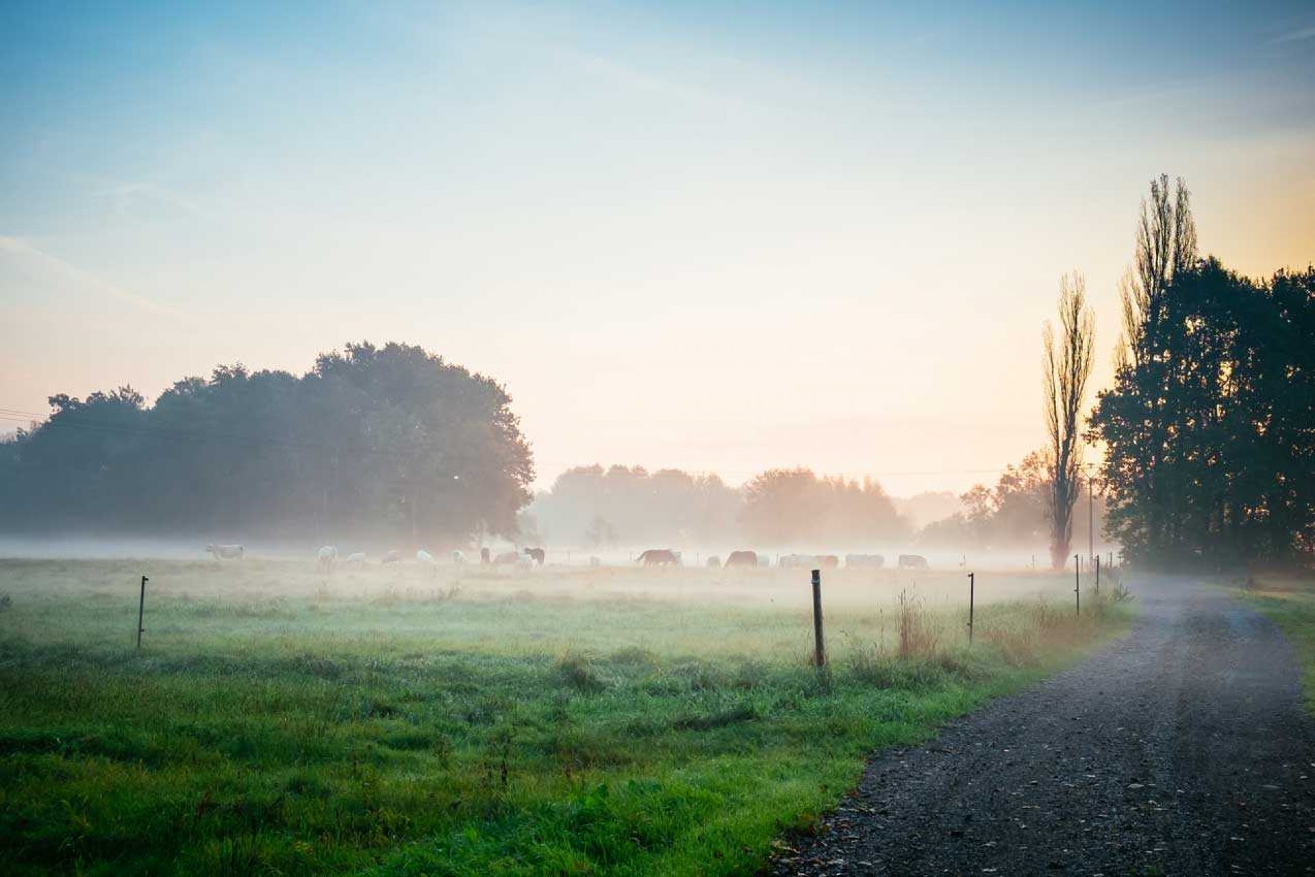 Far-off group of cows in field at dawn with fog on the ground