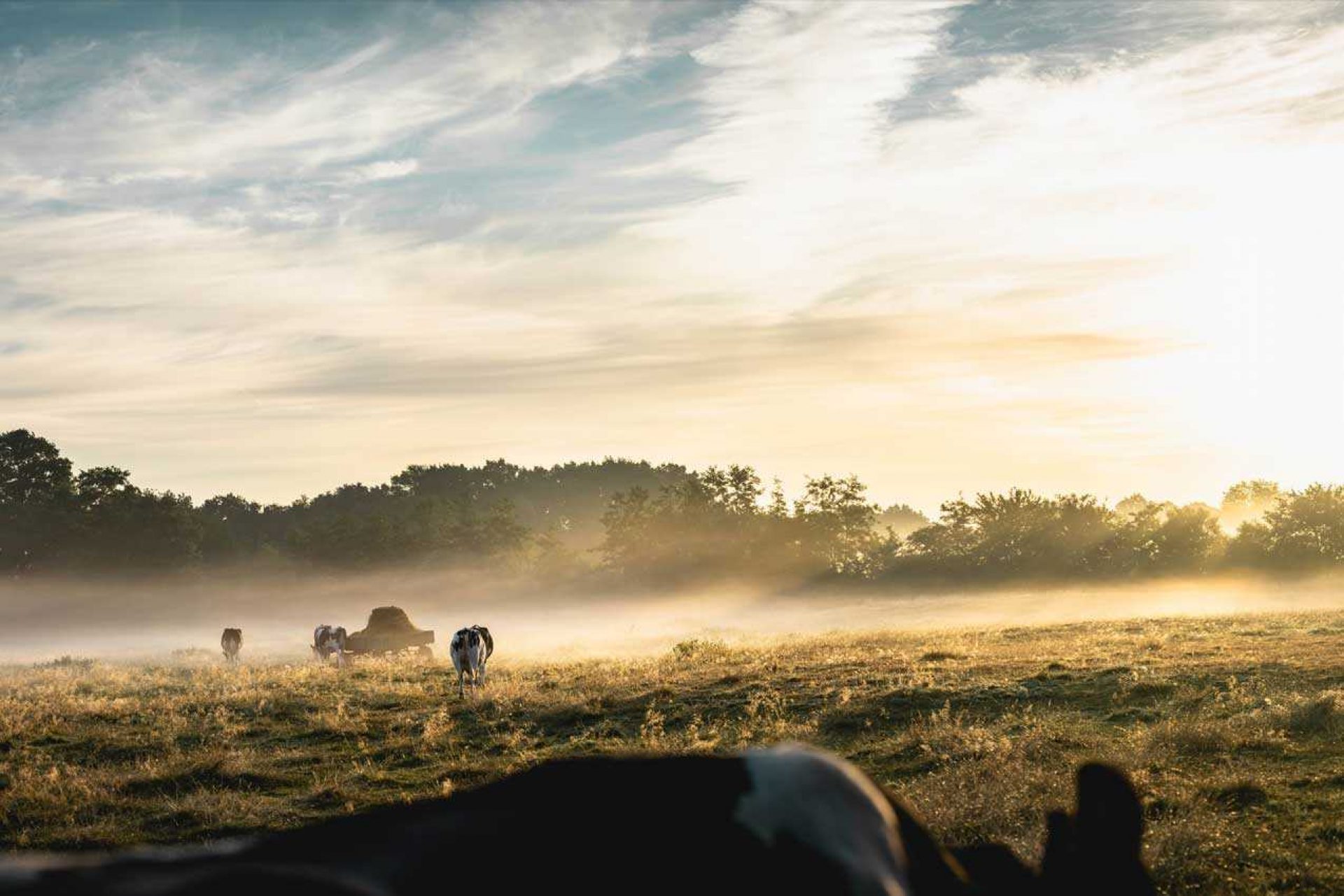 Cows in field with fog hovering over the ground