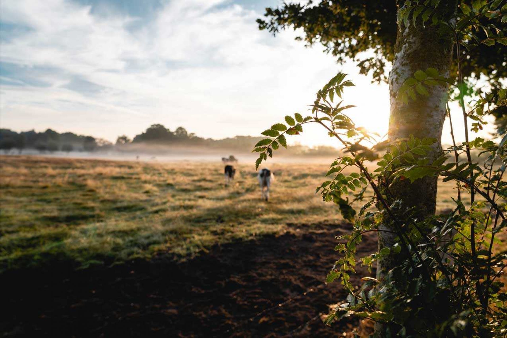 Cows in field behind tree with sun coming up