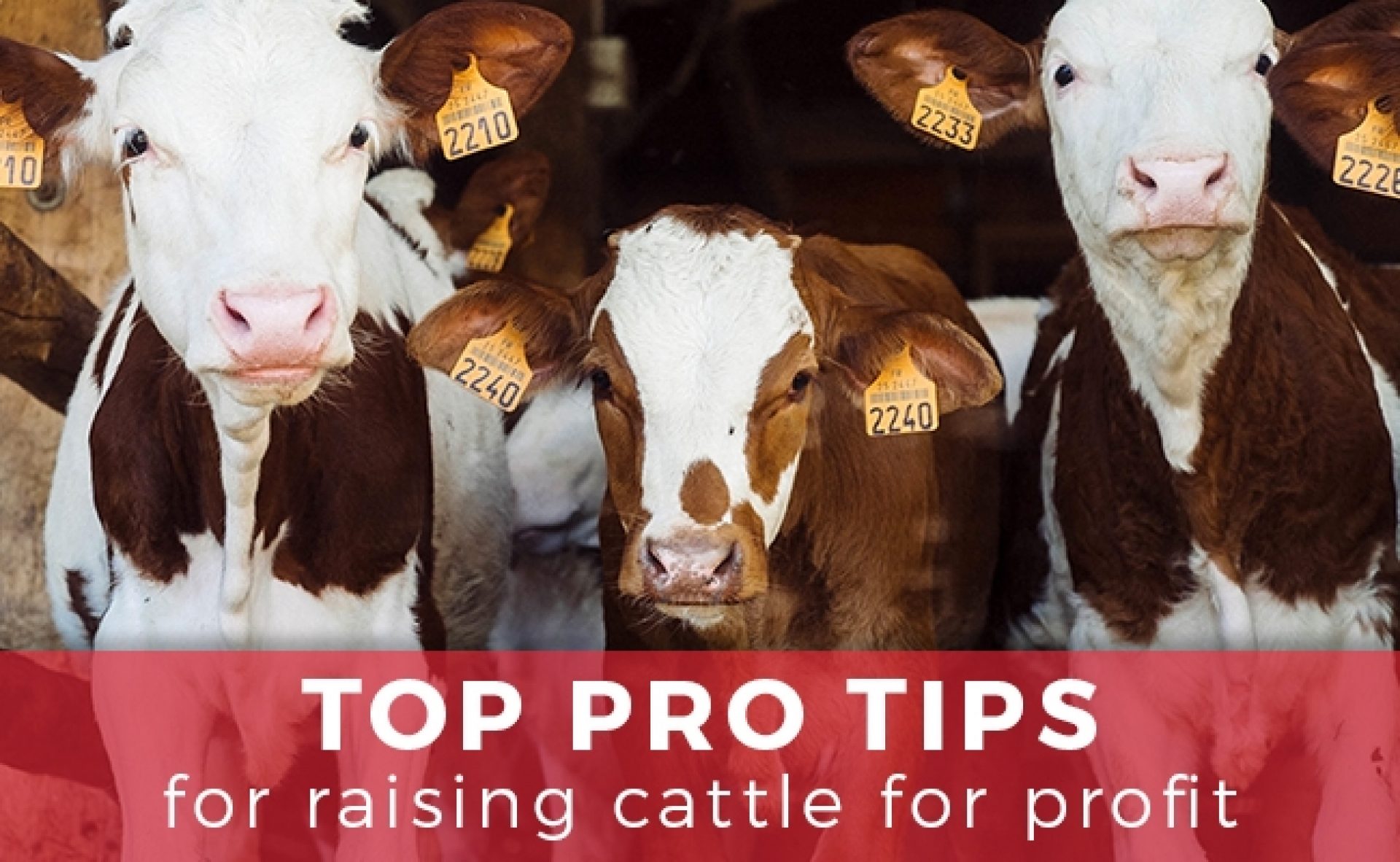 top-pro-tips-for-raising-cattle-for-profit-arrowquip