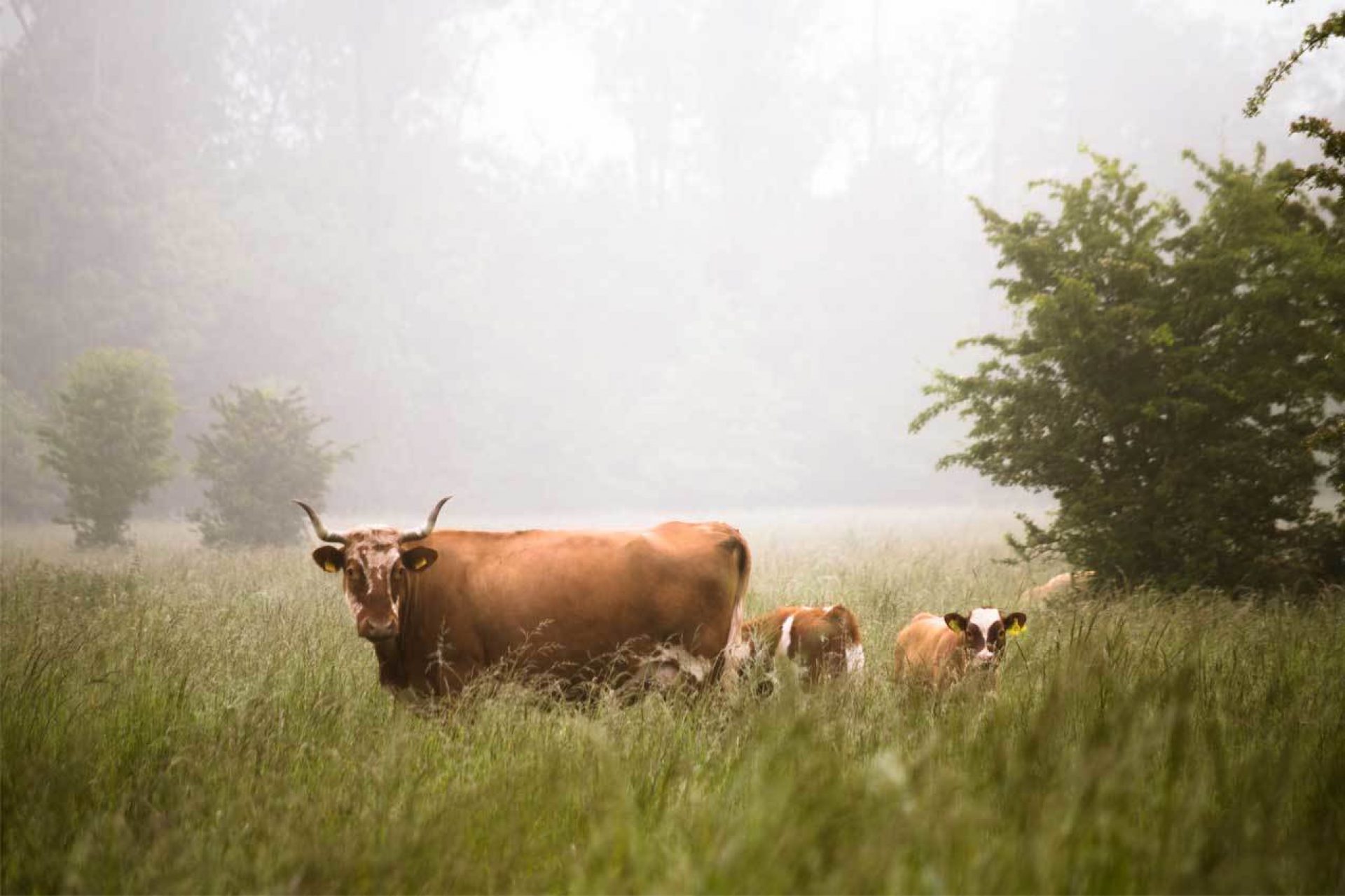 Horned cow and two calves in tall grass field